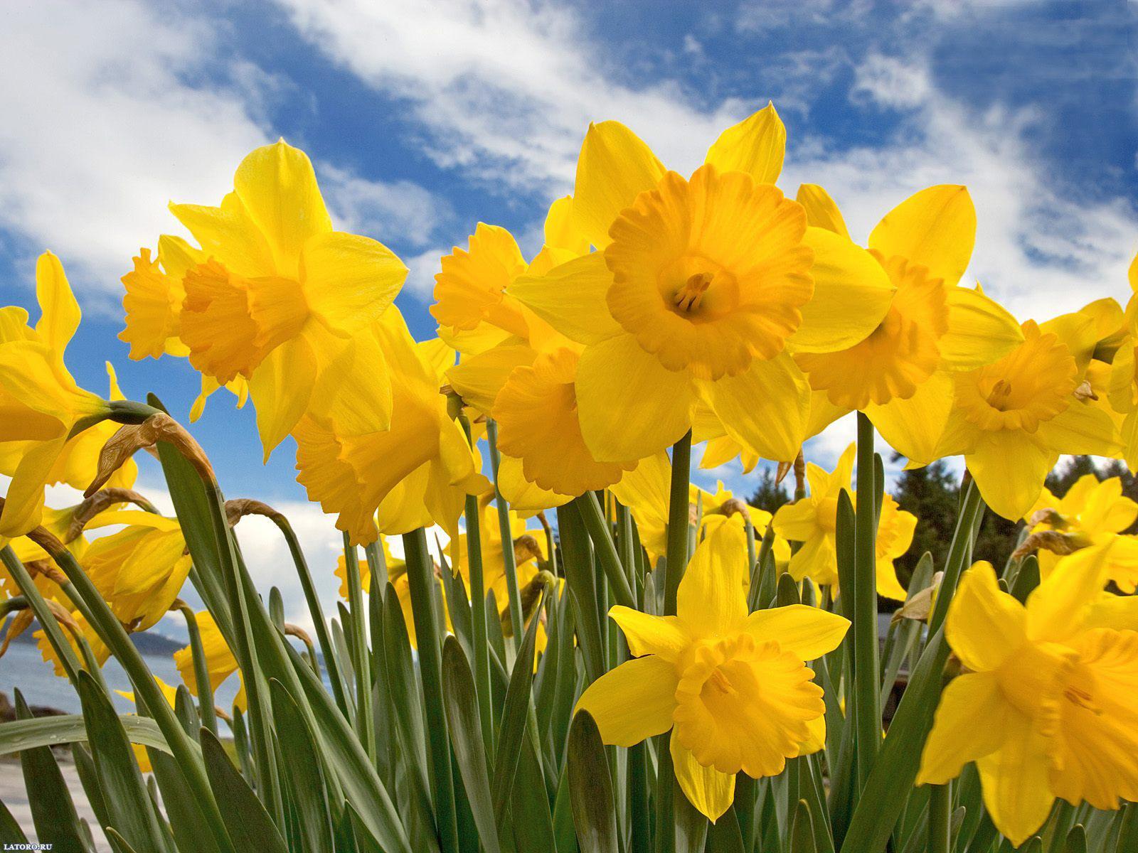 1600x1200 15085 Desktop Wallpaper Sunny Daffodils