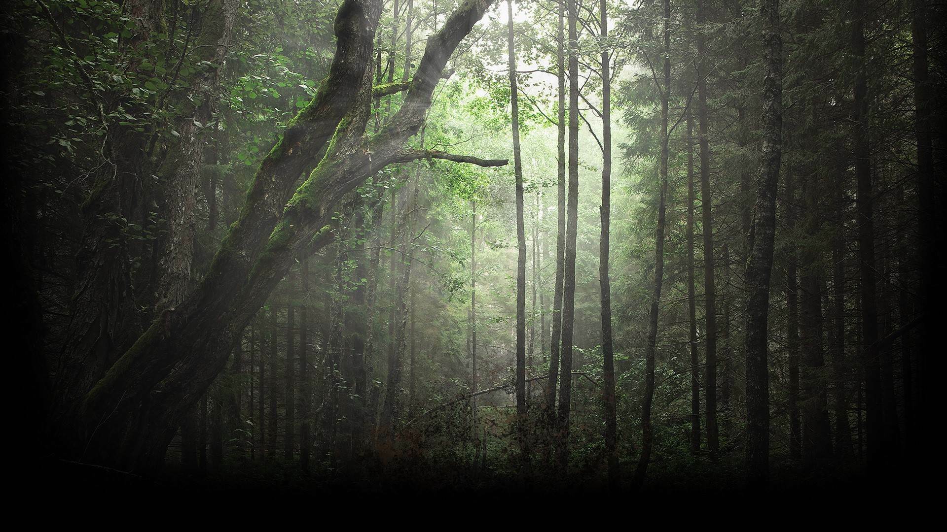 1920x1080 Showcase - Spintires®
