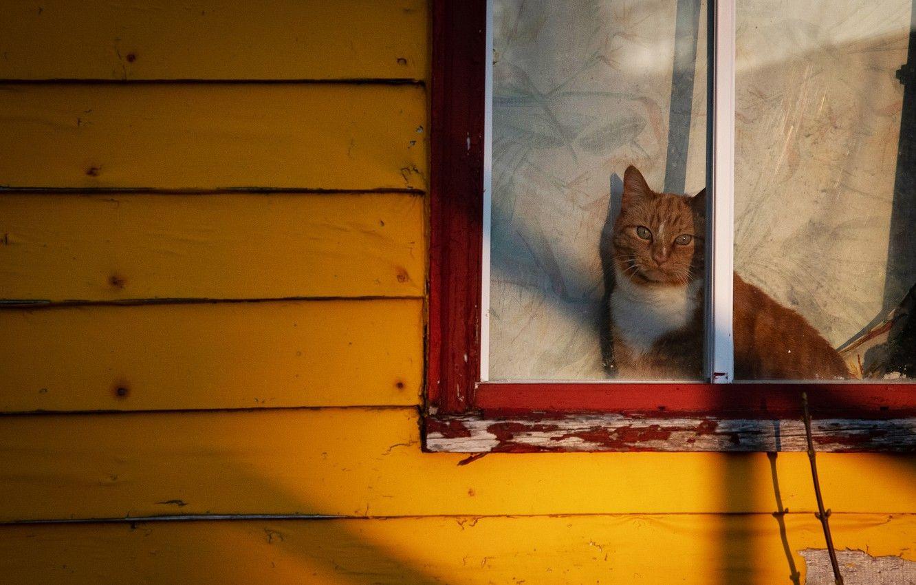 1332x850 Wallpaper cat, cat, look, face, light, branches, yellow