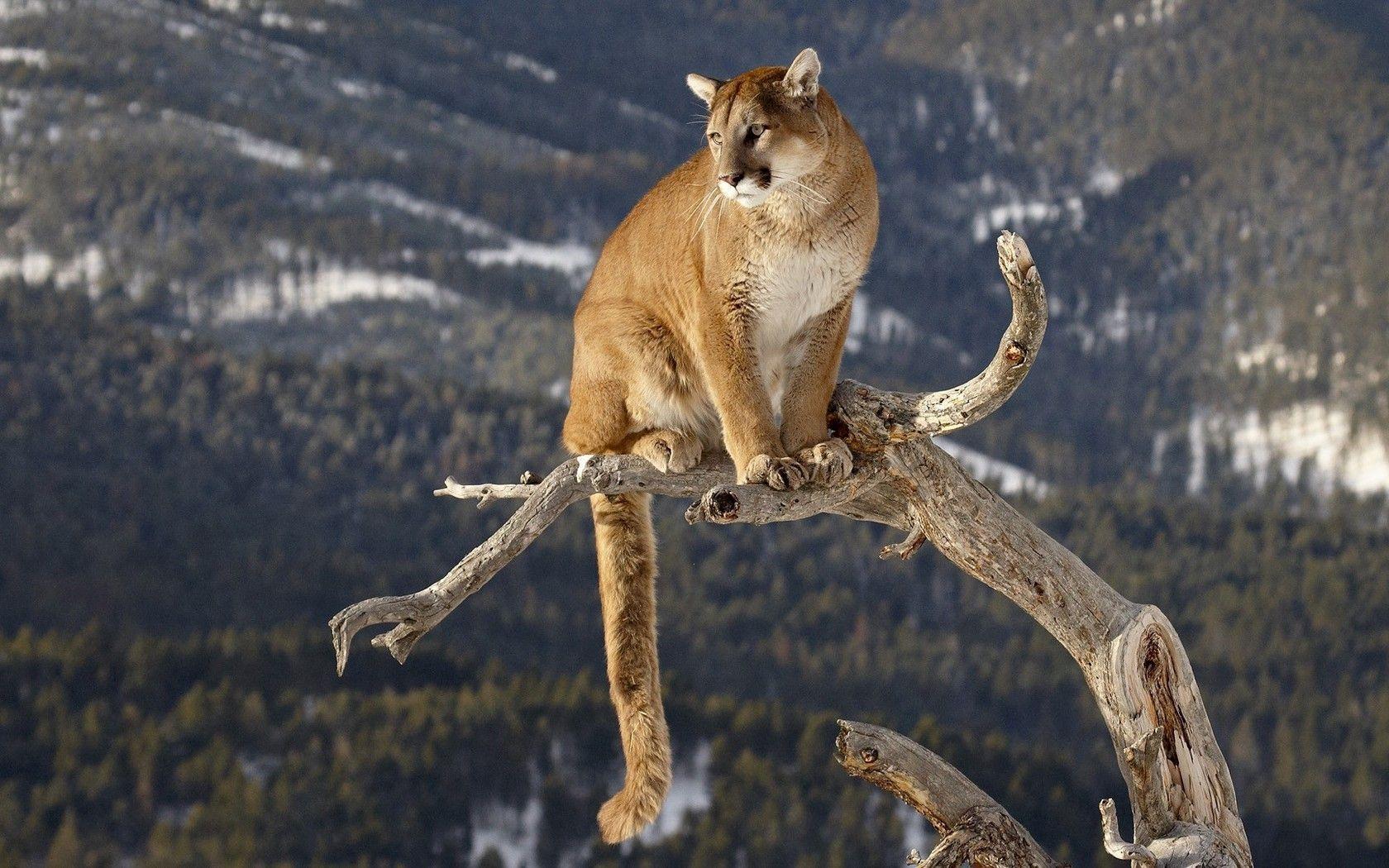 Mountain Lion Wallpapers Top Free Mountain Lion Backgrounds Wallpaperaccess