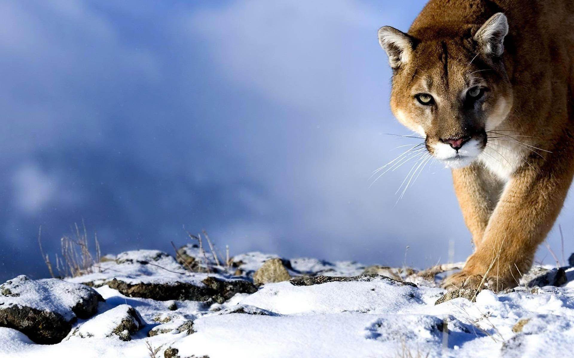 Mountain Lion Wallpapers - Top Free Mountain Lion Backgrounds