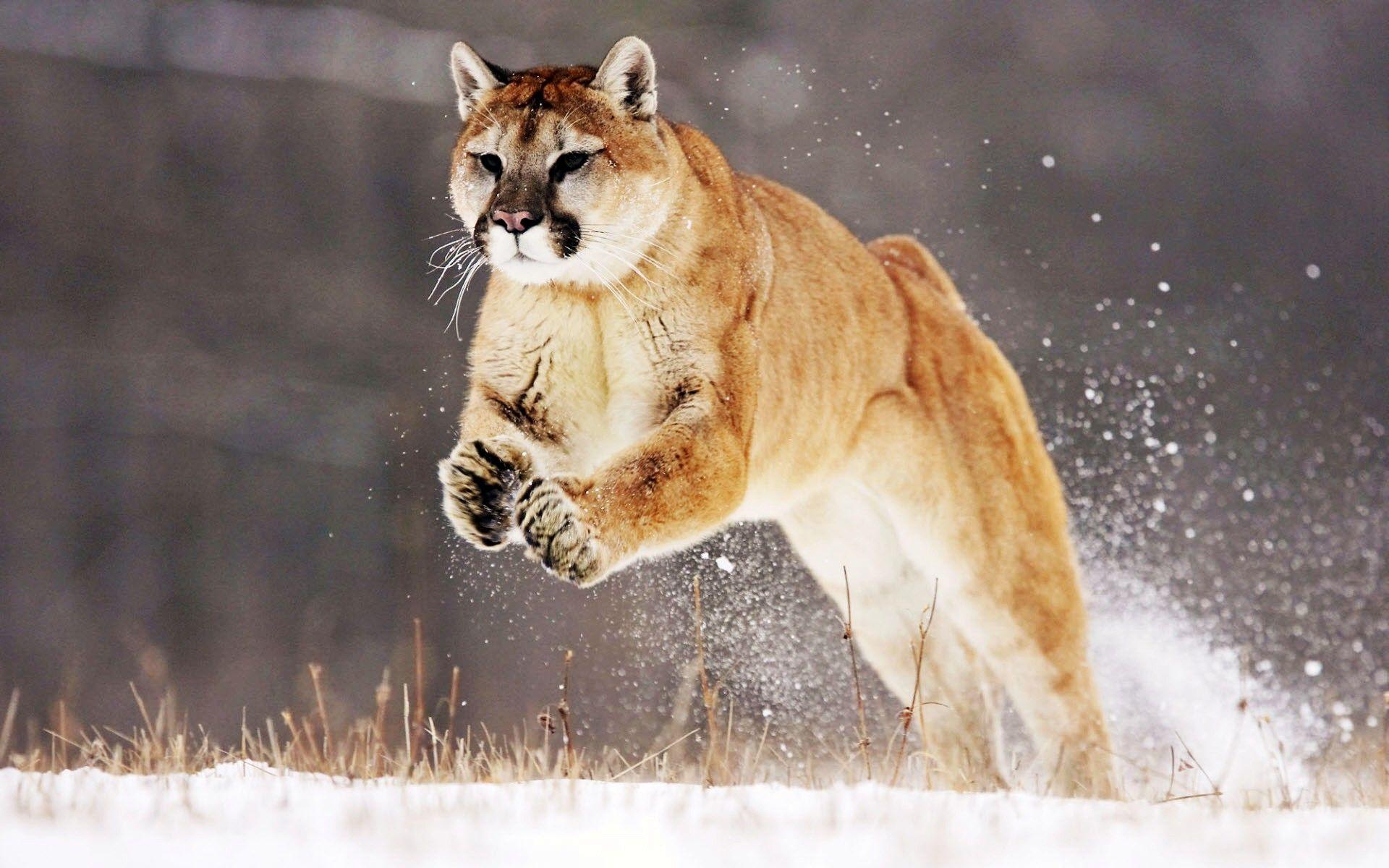 1920x1200 Mountain Lion # 1920x1200. All For Desktop