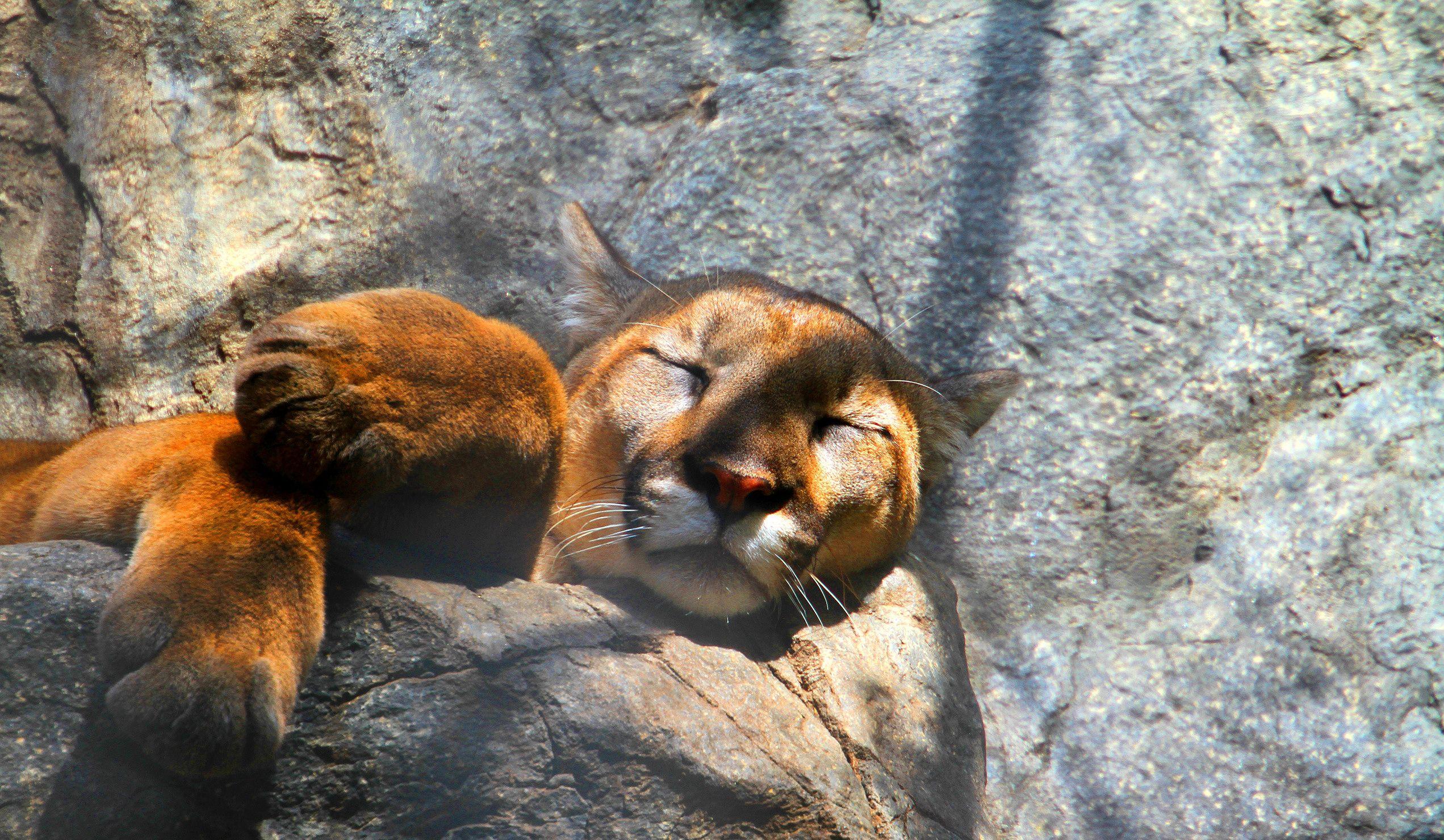 2543x1480 Mountain Lion Puma
