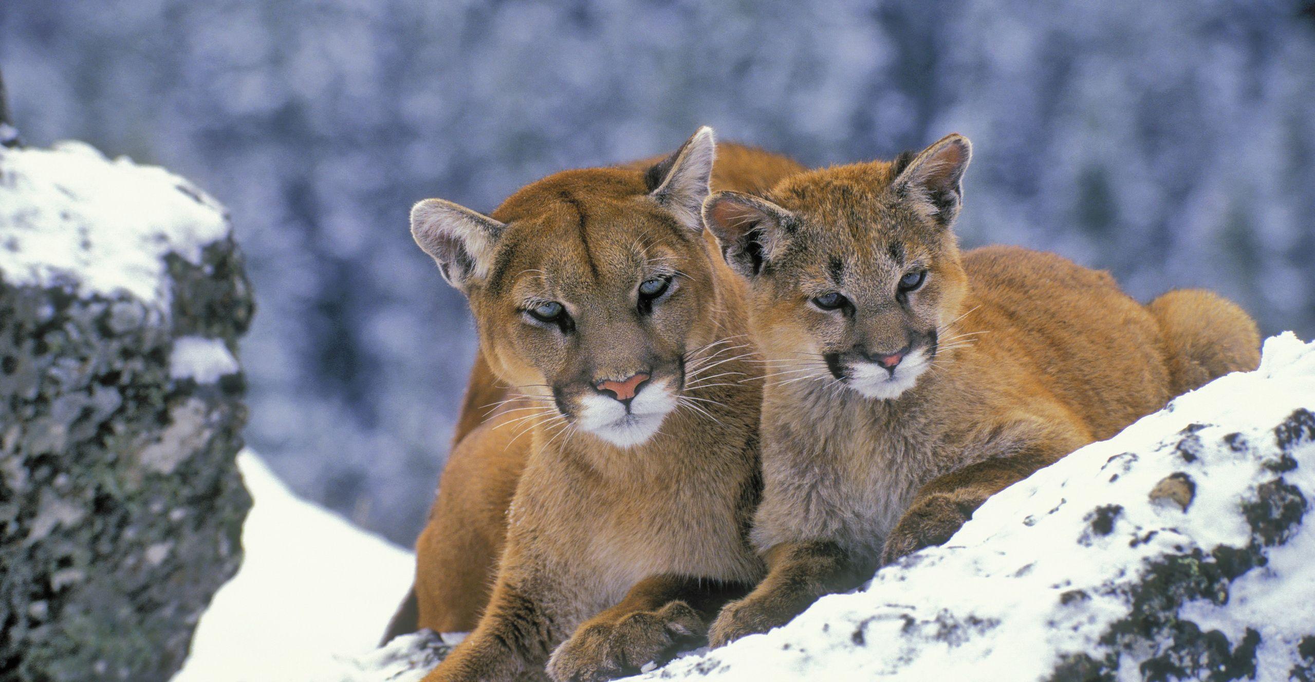 Mountain Lion Wallpapers - Top Free Mountain Lion Backgrounds