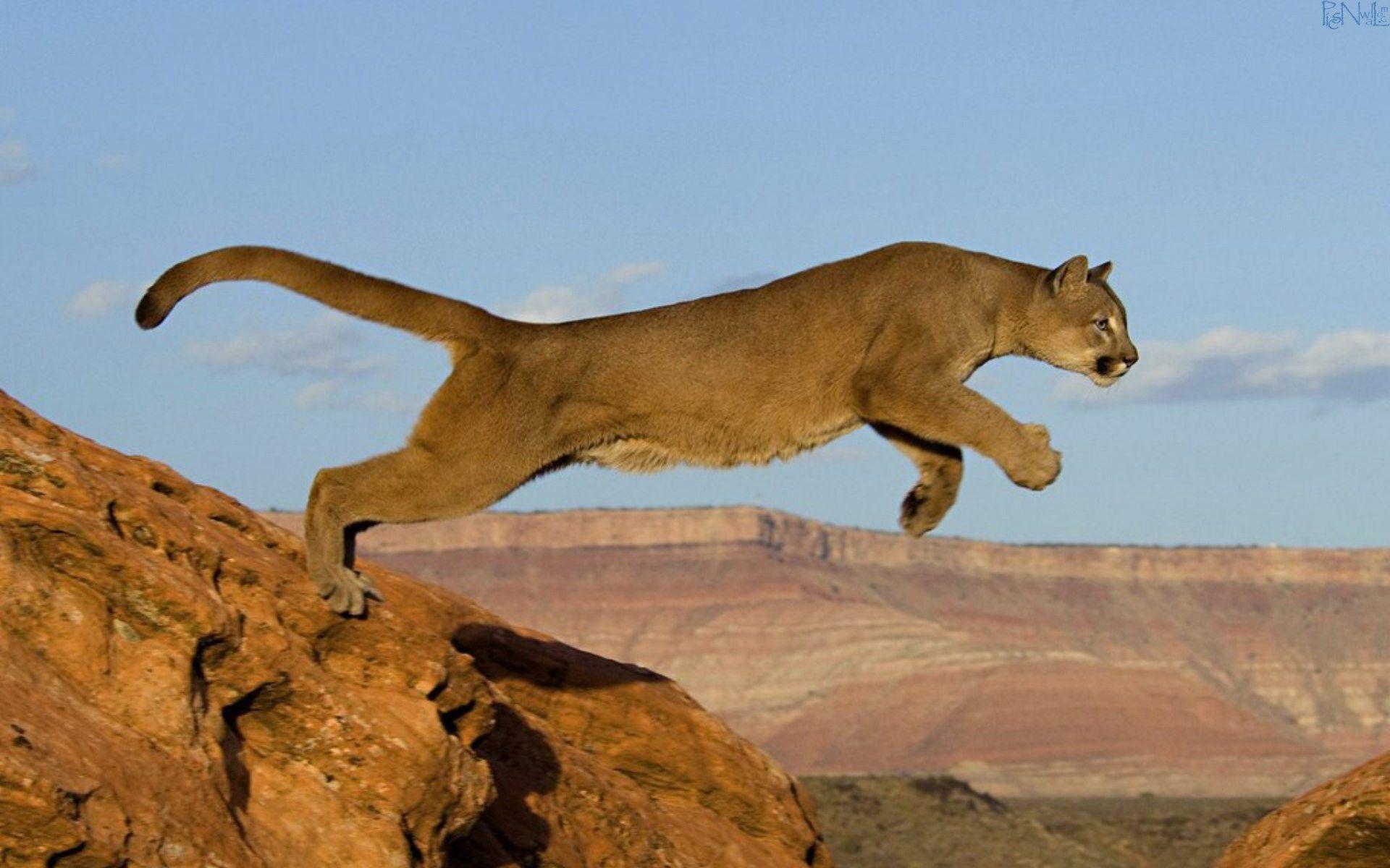 1920x1200 Animals and pets