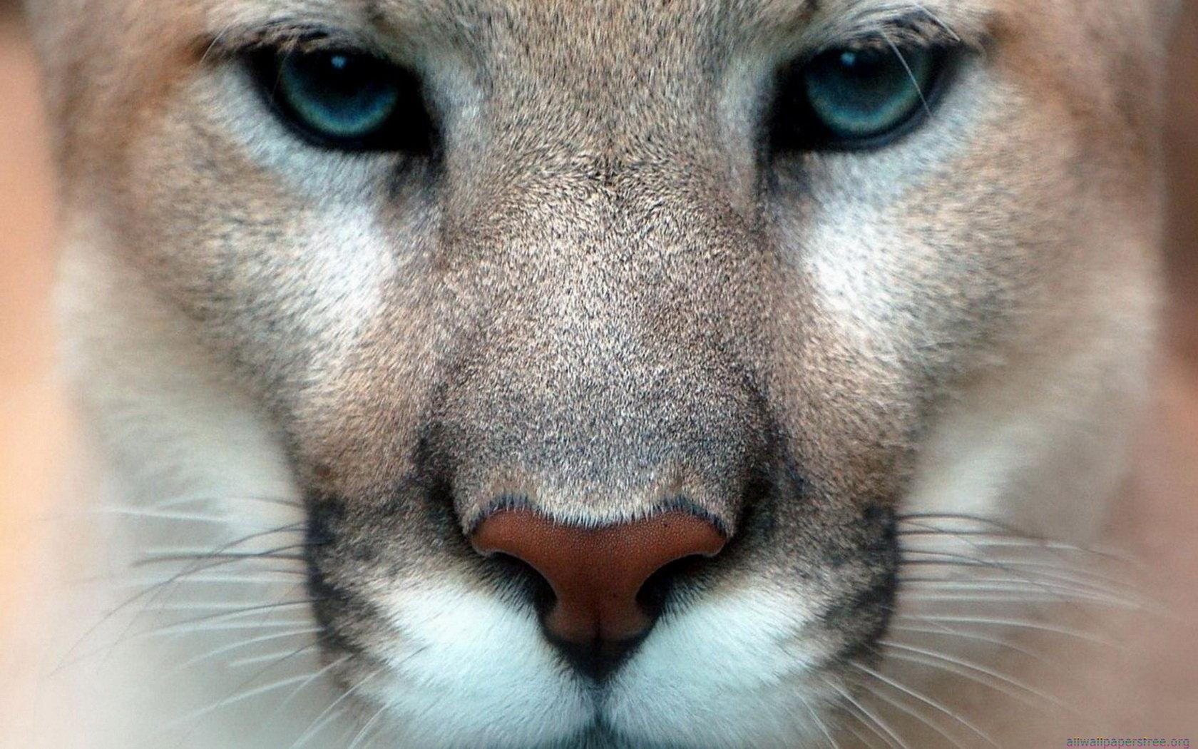 Mountain Lion Wallpapers - Top Free Mountain Lion Backgrounds