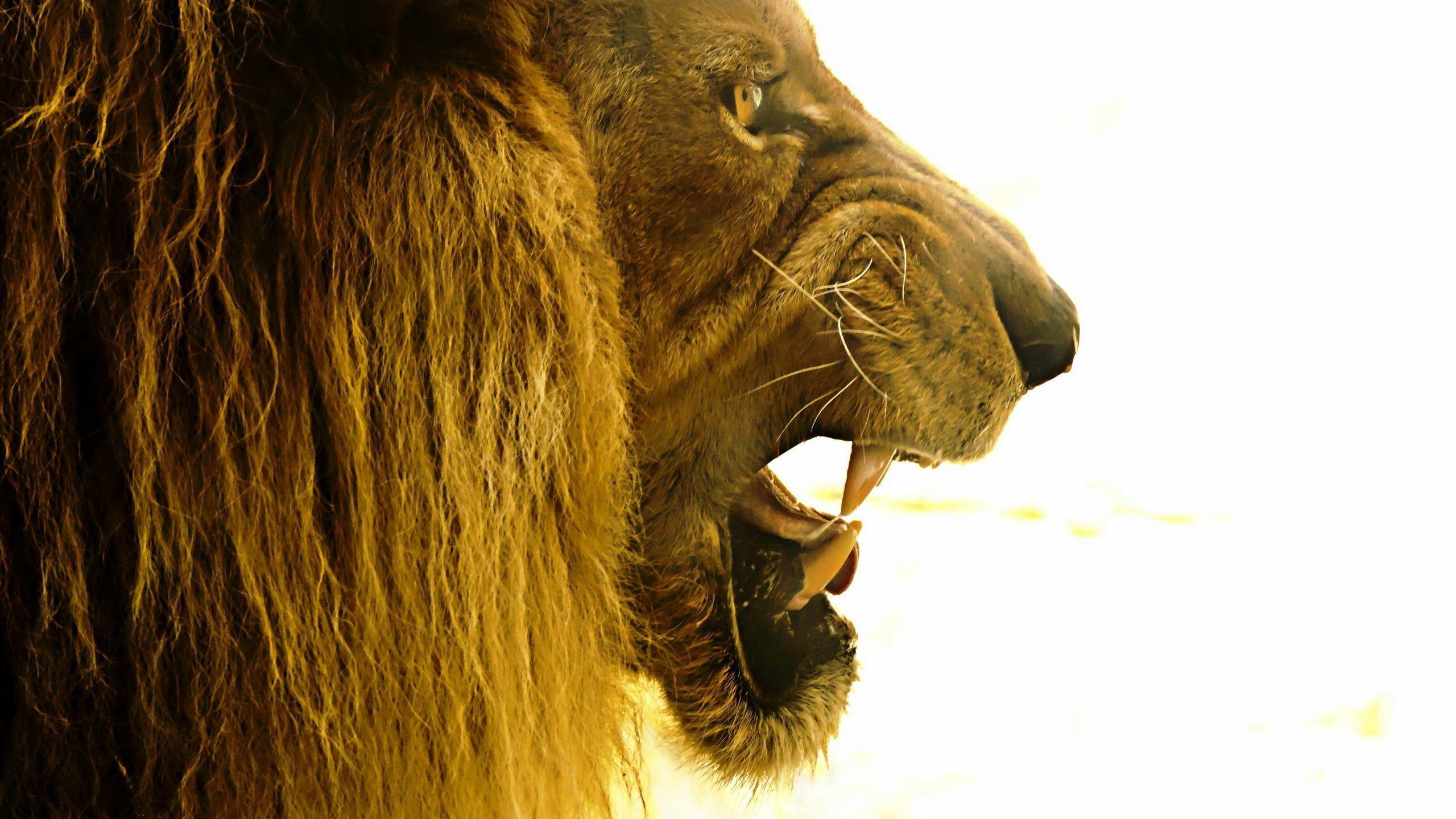 2560x1440 Lion Roar Wallpaper DESKTOP WALLPAPERS