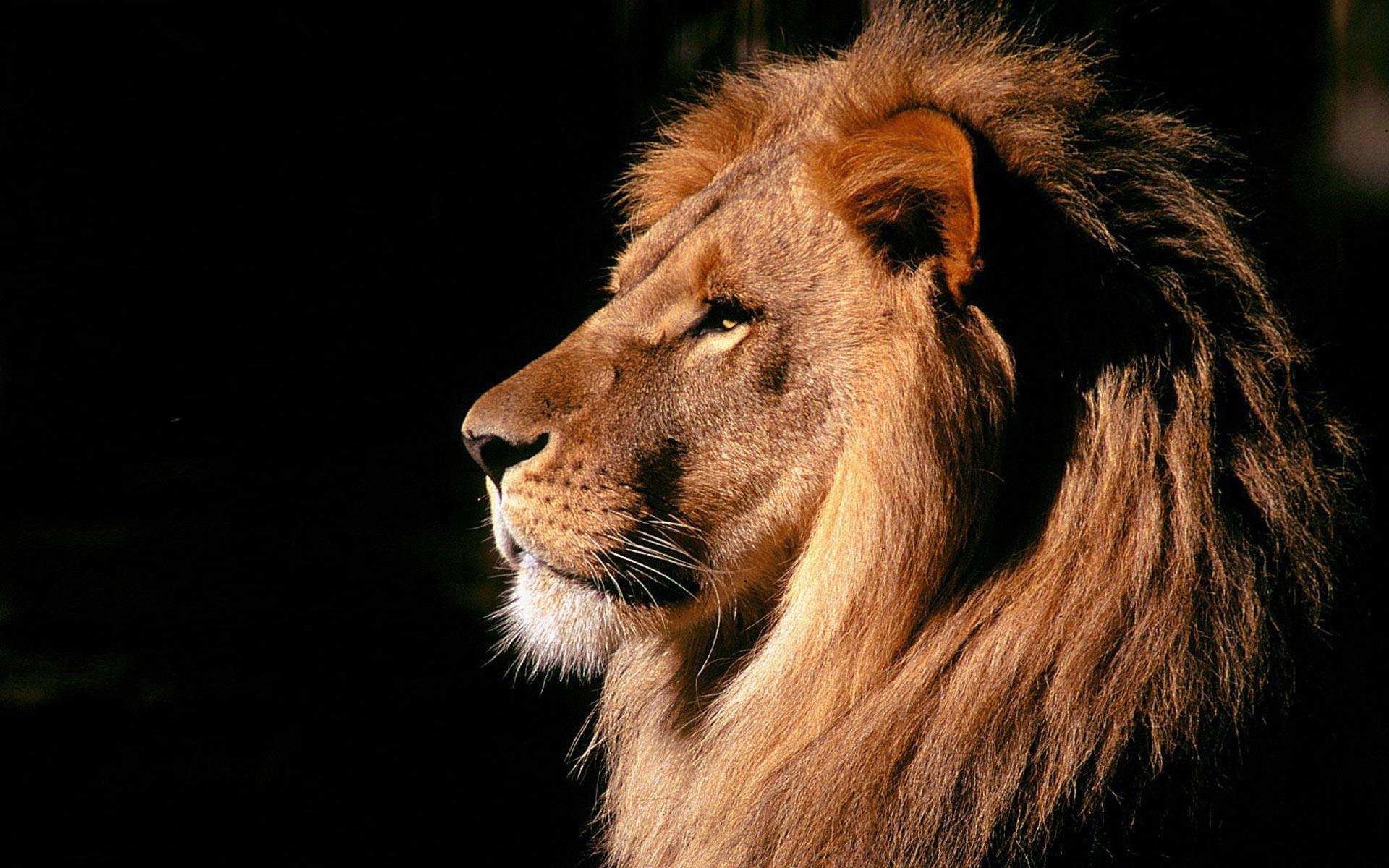 1920x1200 Lioness Roar wallpaperx1200