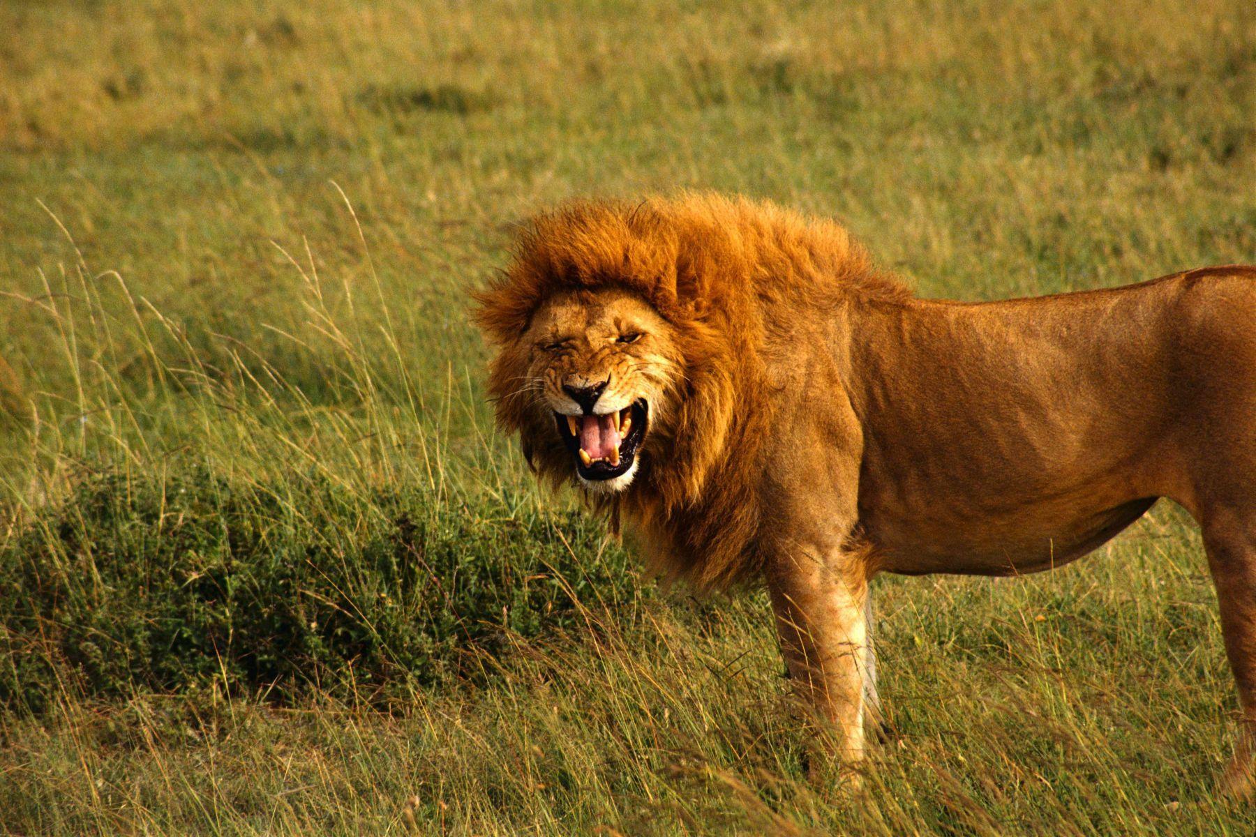 1800x1200 Amazing Roaring Lion Wallpaper. HD Animals and Birds