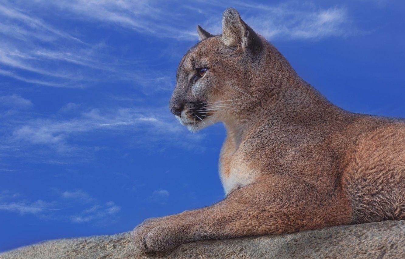 1332x850 Wallpaper the sky, portrait, profile, Puma, wild cat