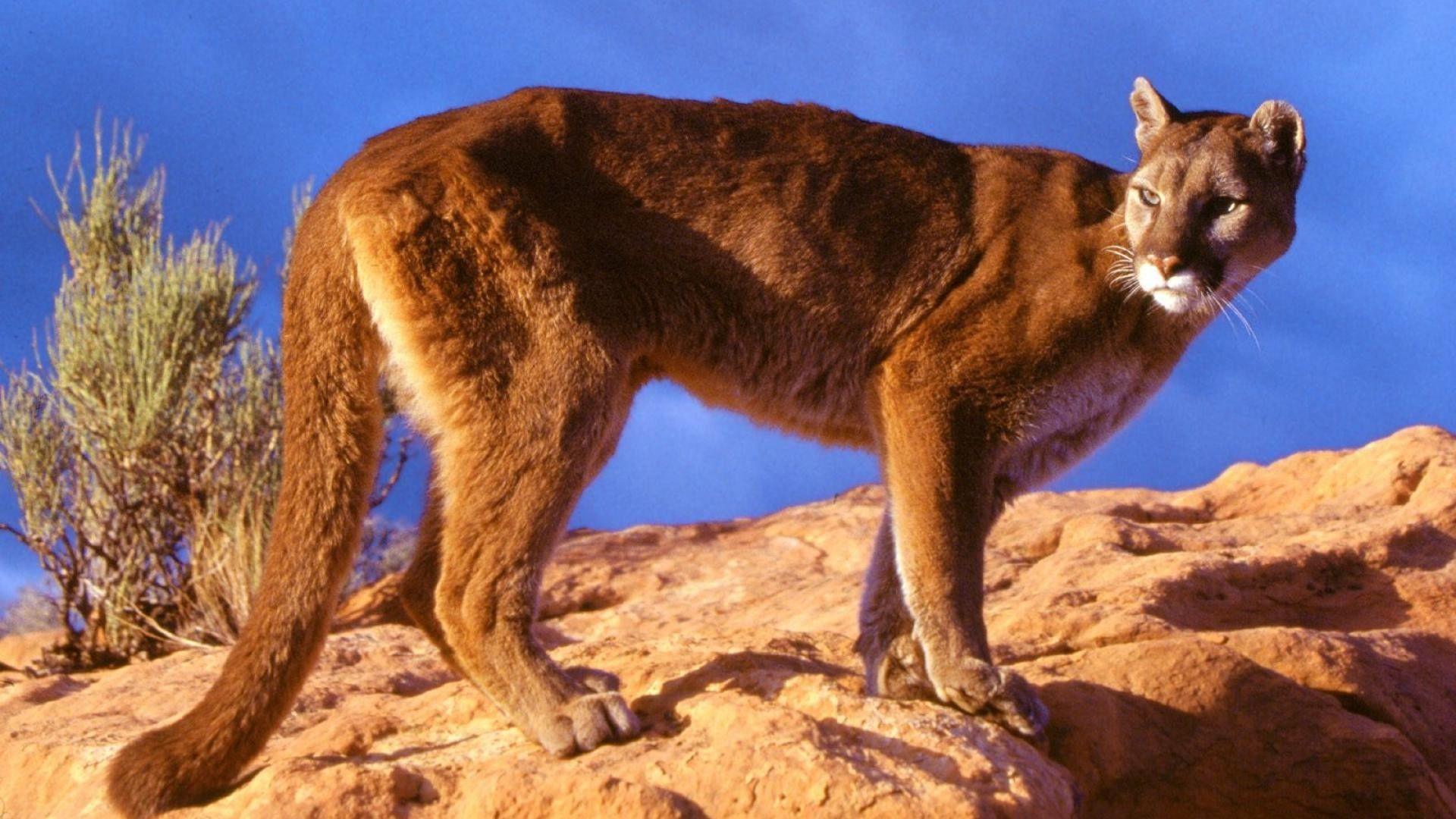 1920x1080 File Name : Mountain Lion Wallpaper HD 924 - Mountain