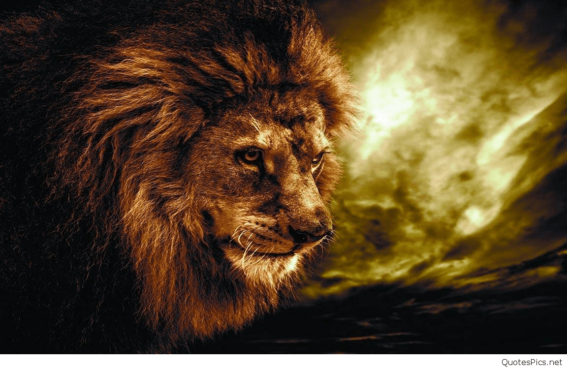 1152x750 Hd Image Of Lion Roaring Lion 2017