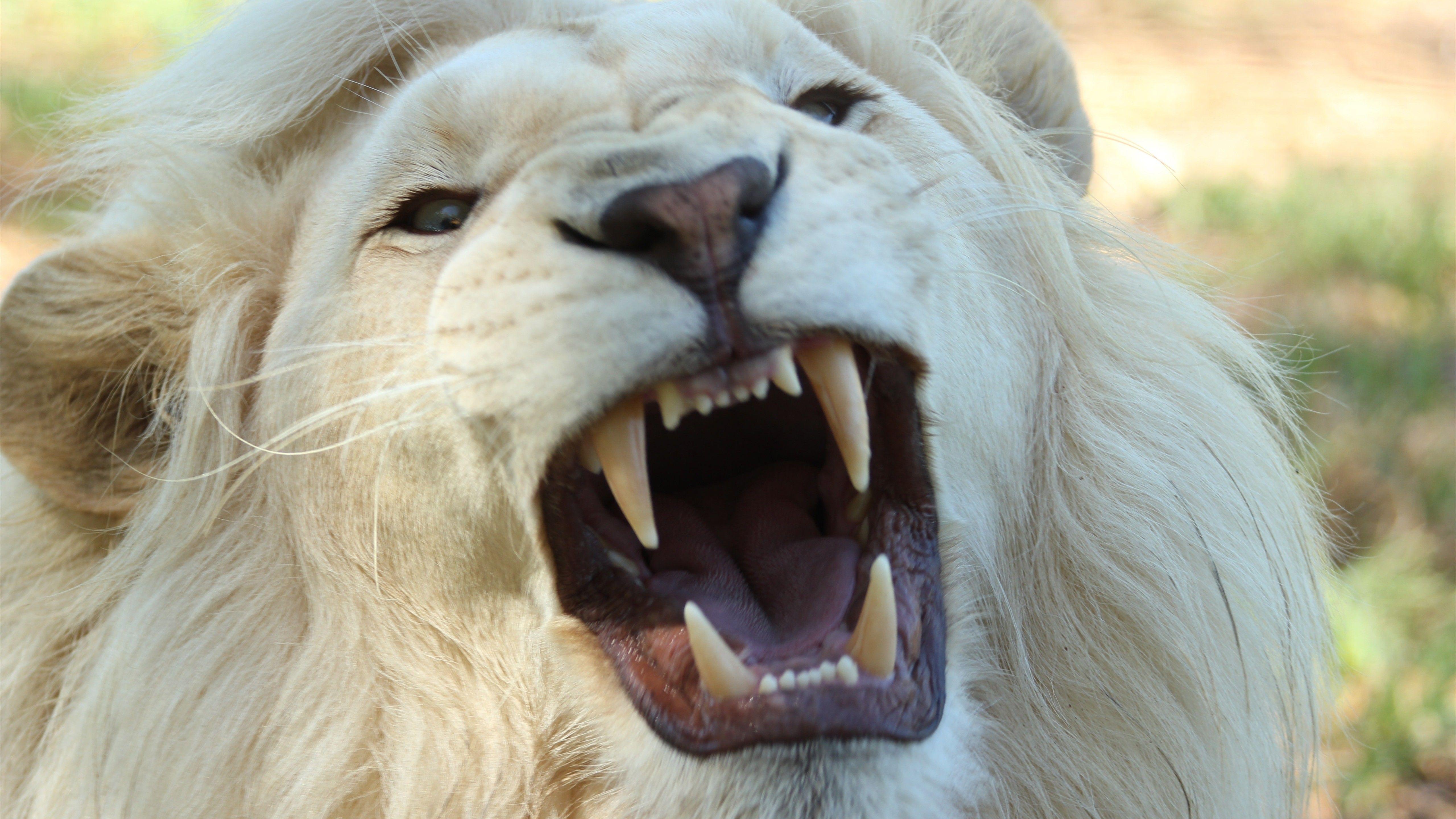 5120x2880 5K Wallpaper of White Lion Roaring