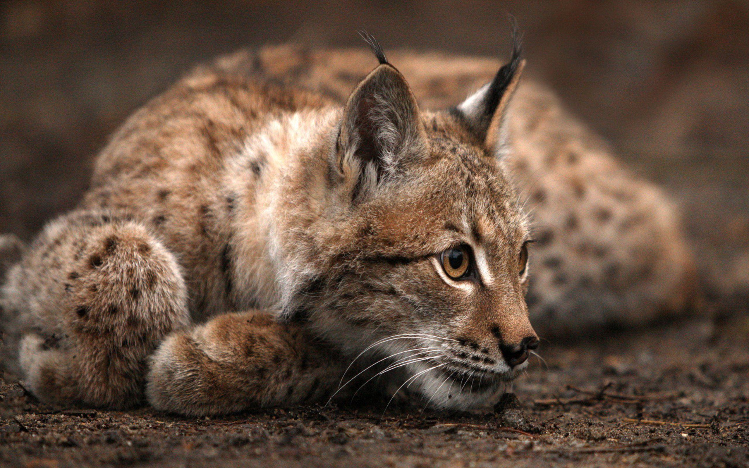 2560x1600 Bobcat Wallpaper 7 X 1600