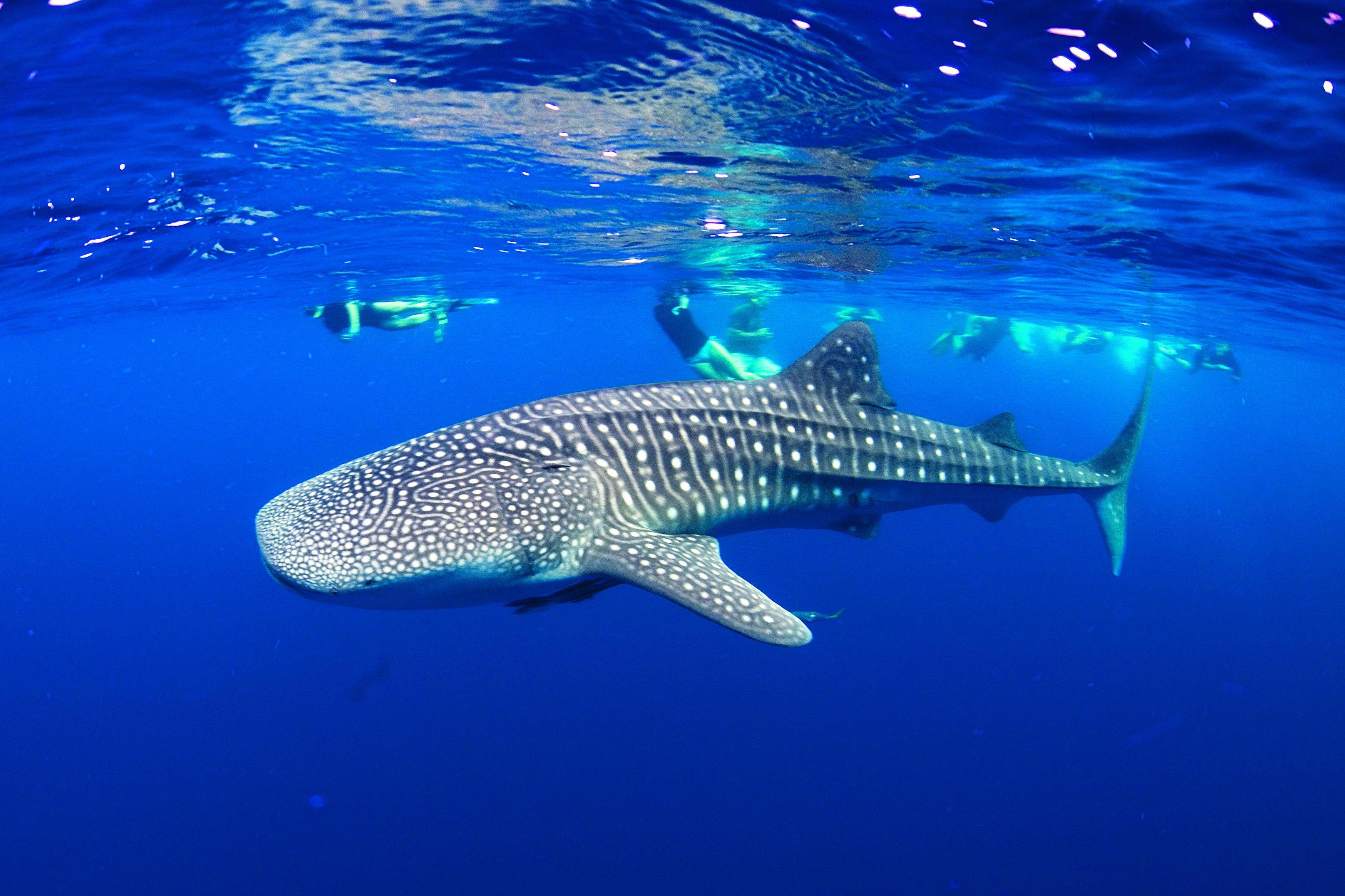 whale shark wallpaper