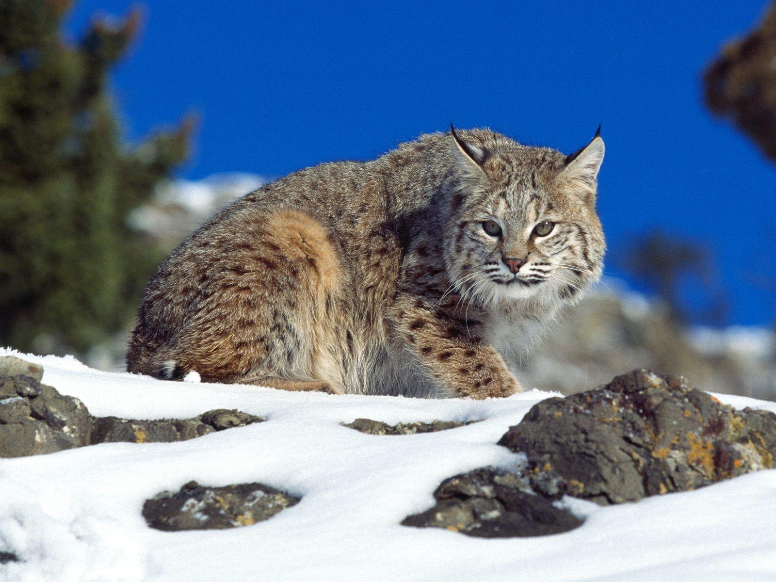 1600x1200 Bobcat Wallpaper