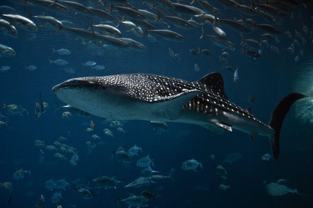 Whale Shark Images  Free Photos PNG Stickers Wallpapers  Backgrounds   rawpixel