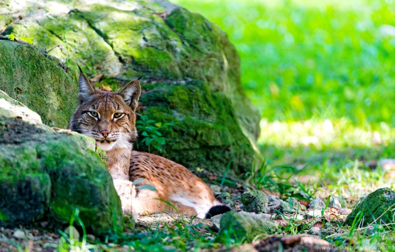 1528x976 Bobcat Latest HD Wallpaper Free Download