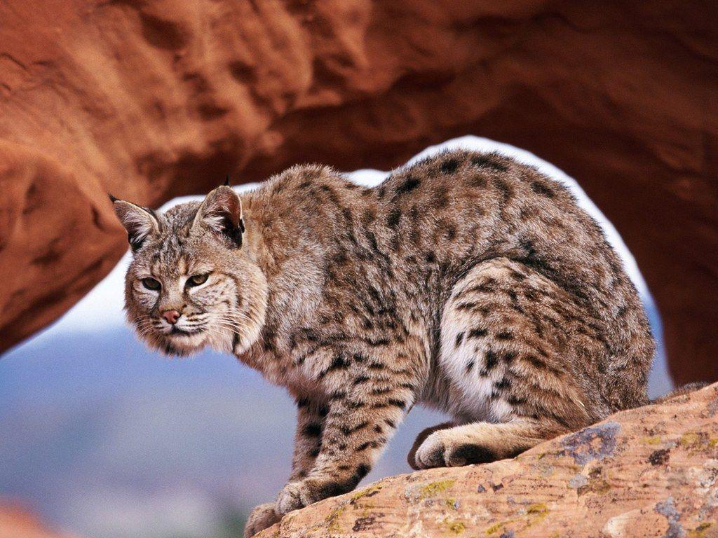 1024x768 Bobcat wallpaperx768