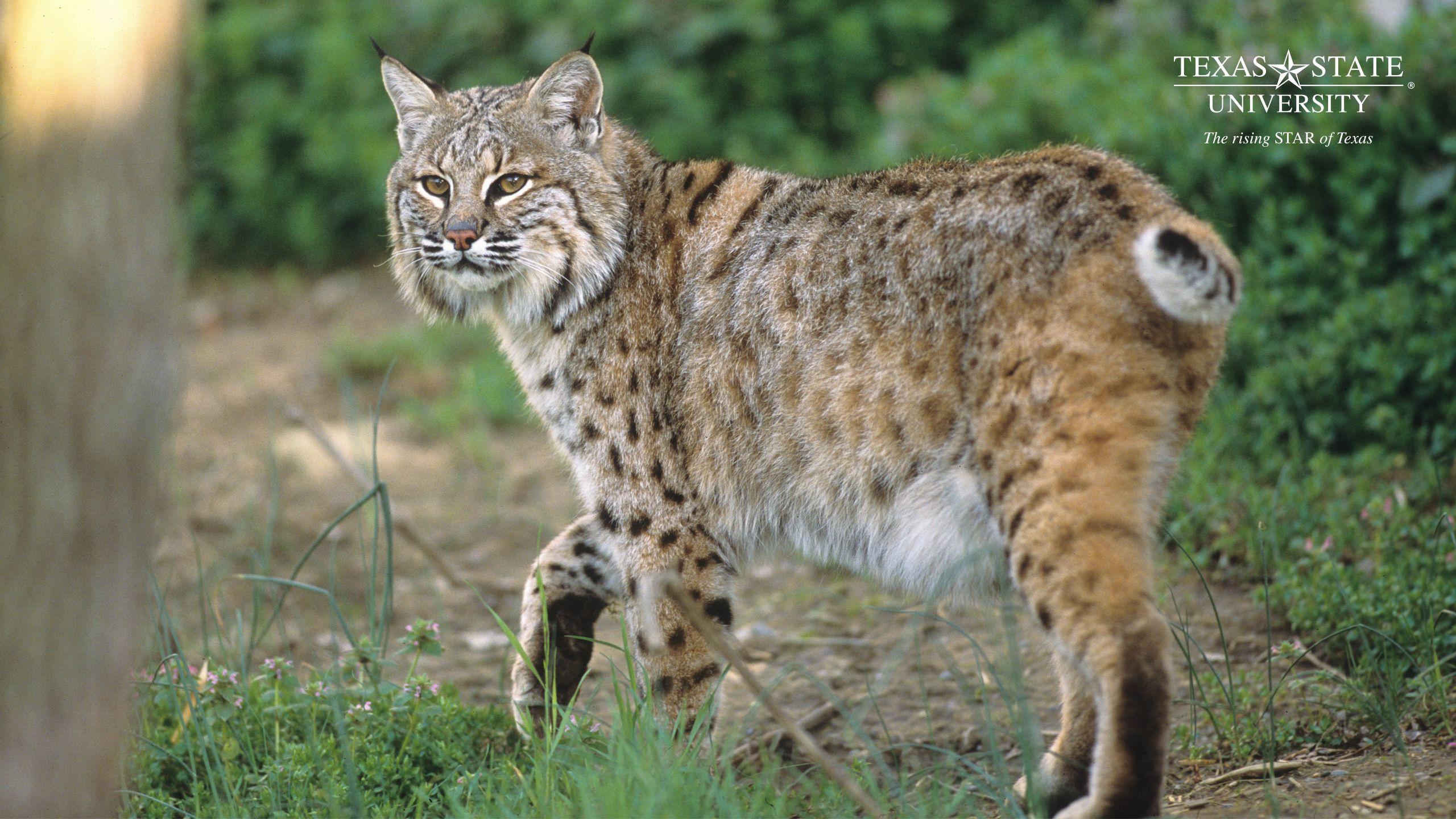 Bobcat Background Images HD Pictures and Wallpaper For Free Download   Pngtree