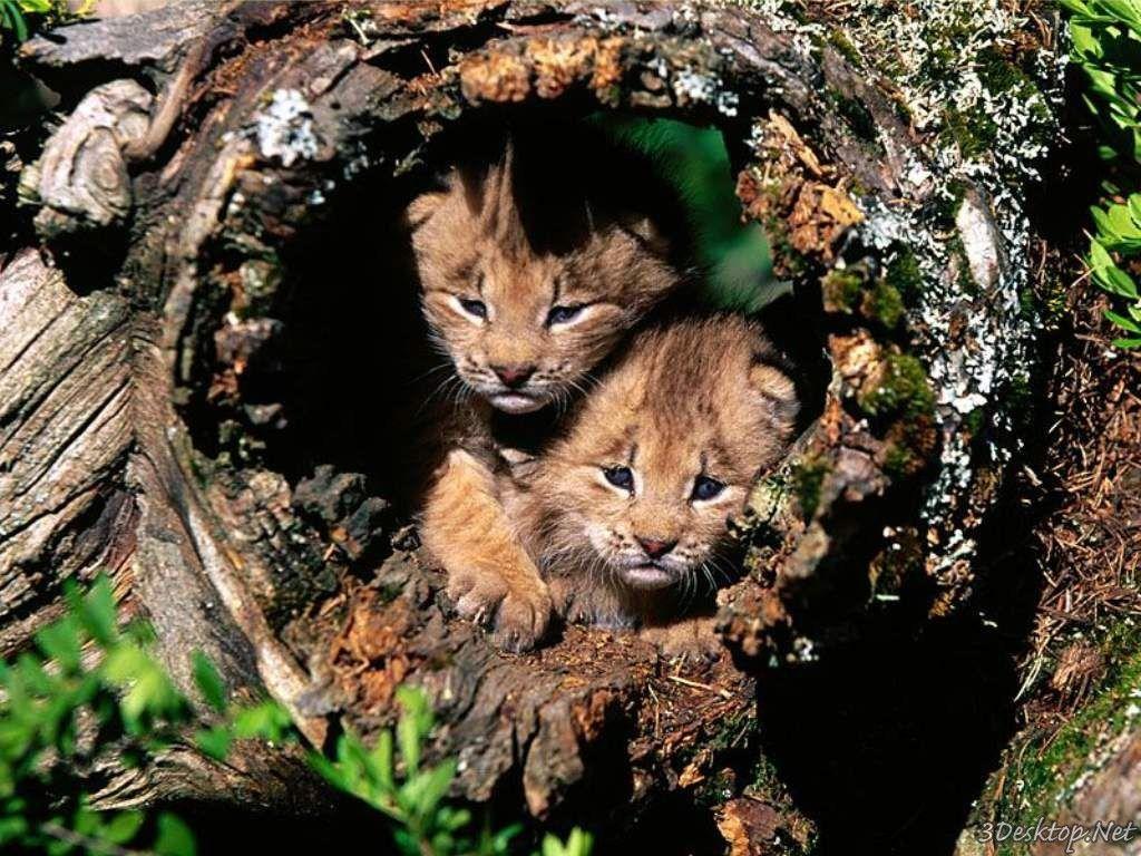 1024x768 Where Is Wallpaper: bobcat wallpaper