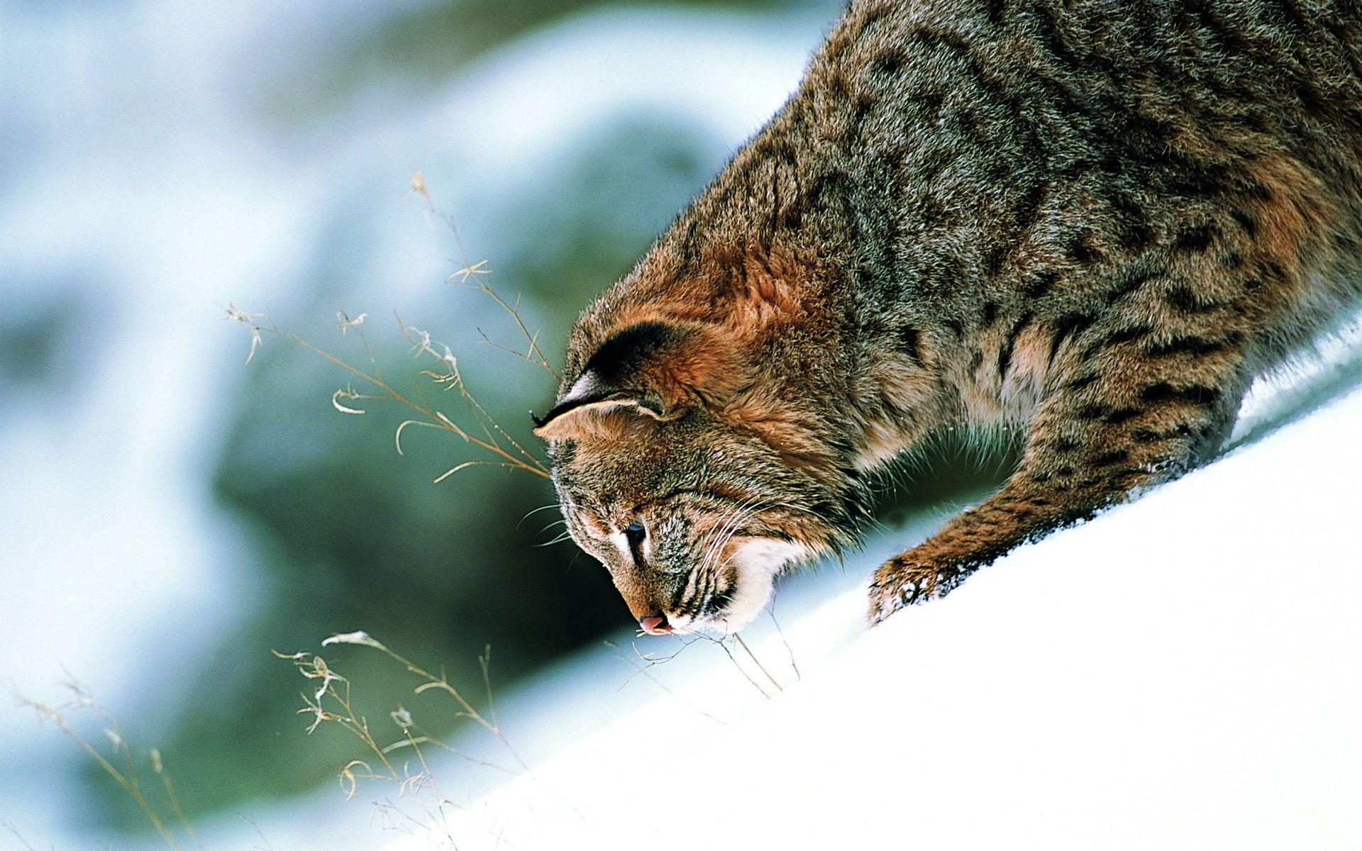 1920x1200 Bobcat wallpaperx1200