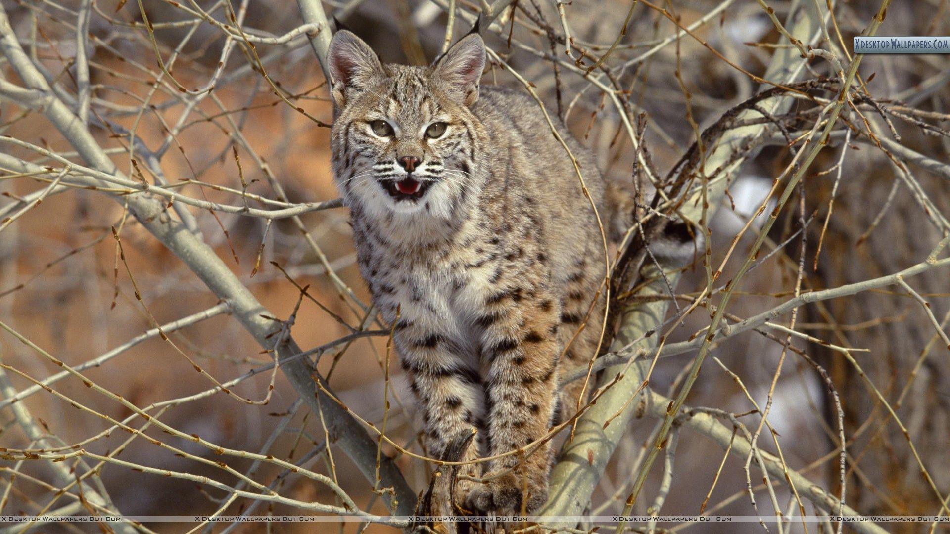 1920x1080 Bobcat Wallpaper 20 X 1080