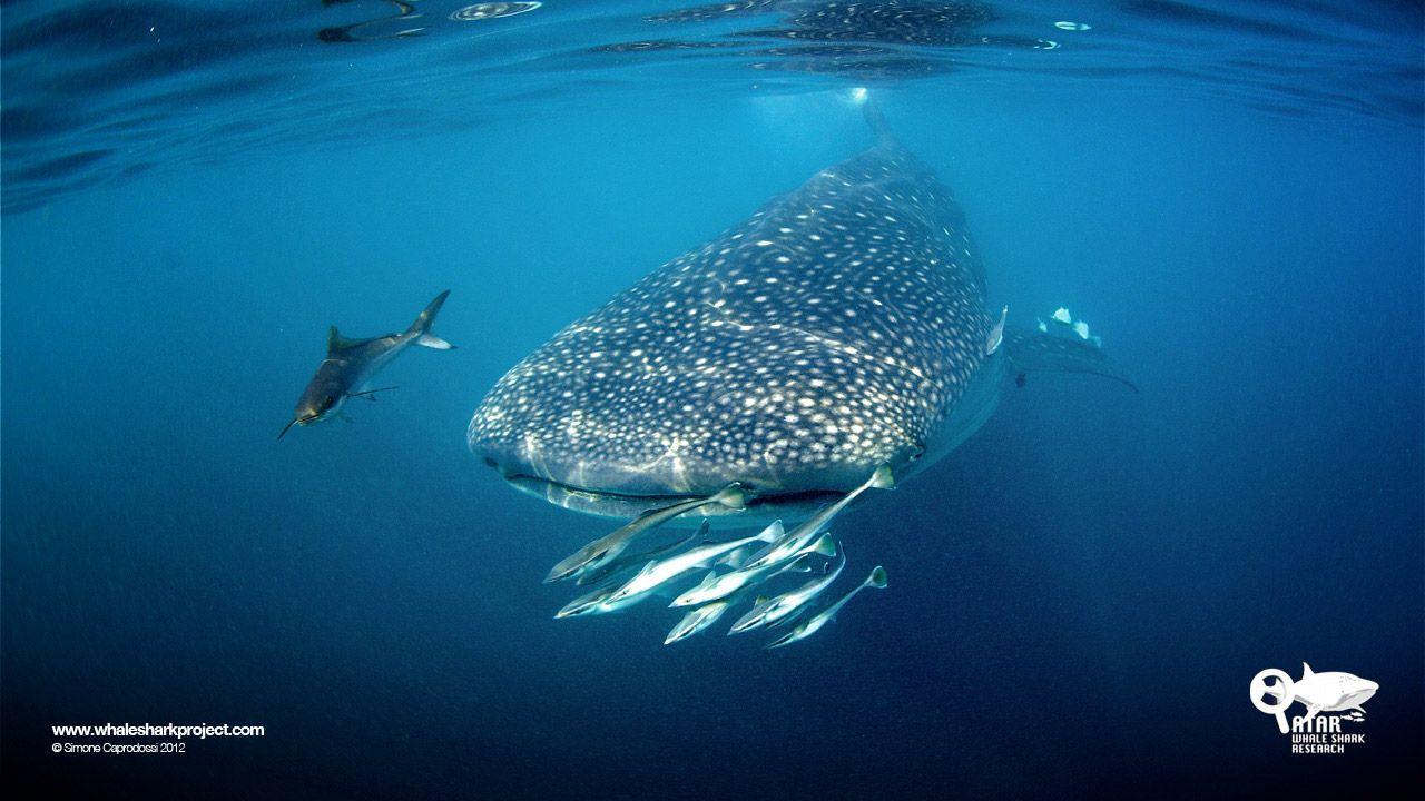 1280x720 Whale Shark Wallpaper 12 X 720