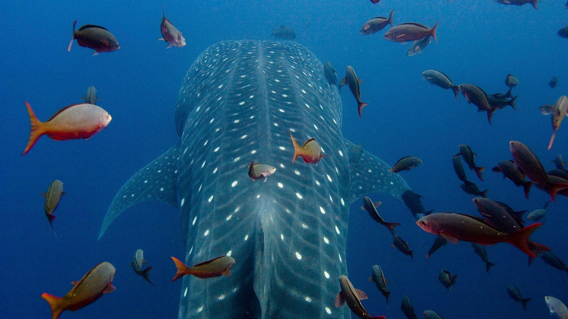 1920x1080 Whale Shark. Wallpaper for Android