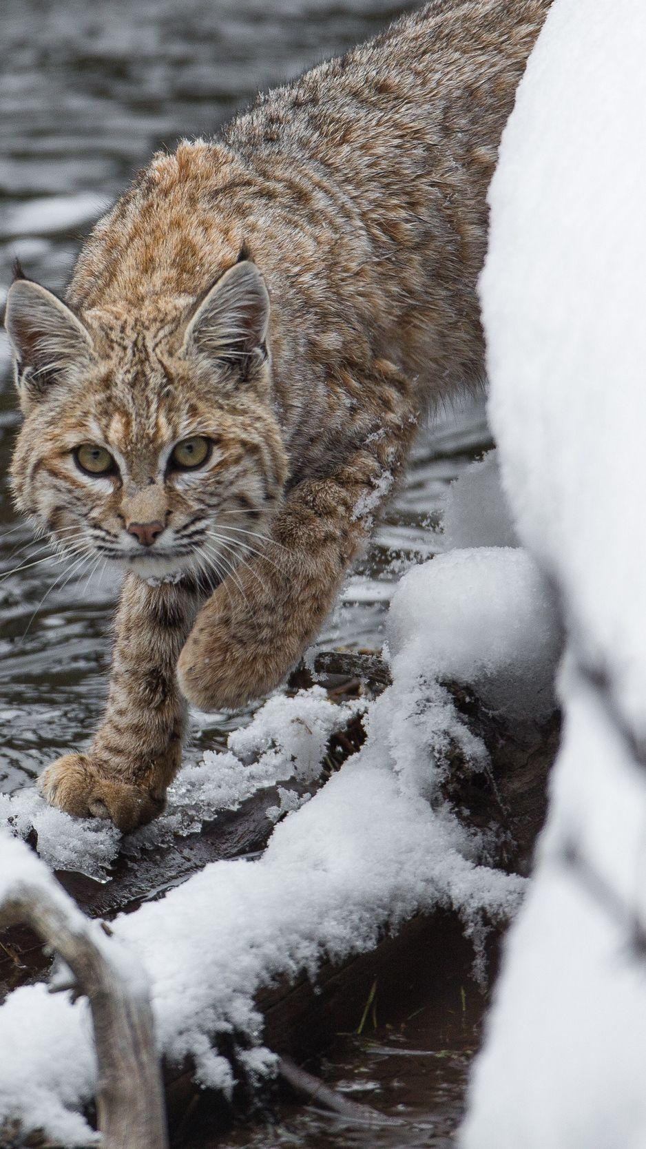 938x1668 Download wallpaper 938x1668 bobcat, lynx, predator, snow