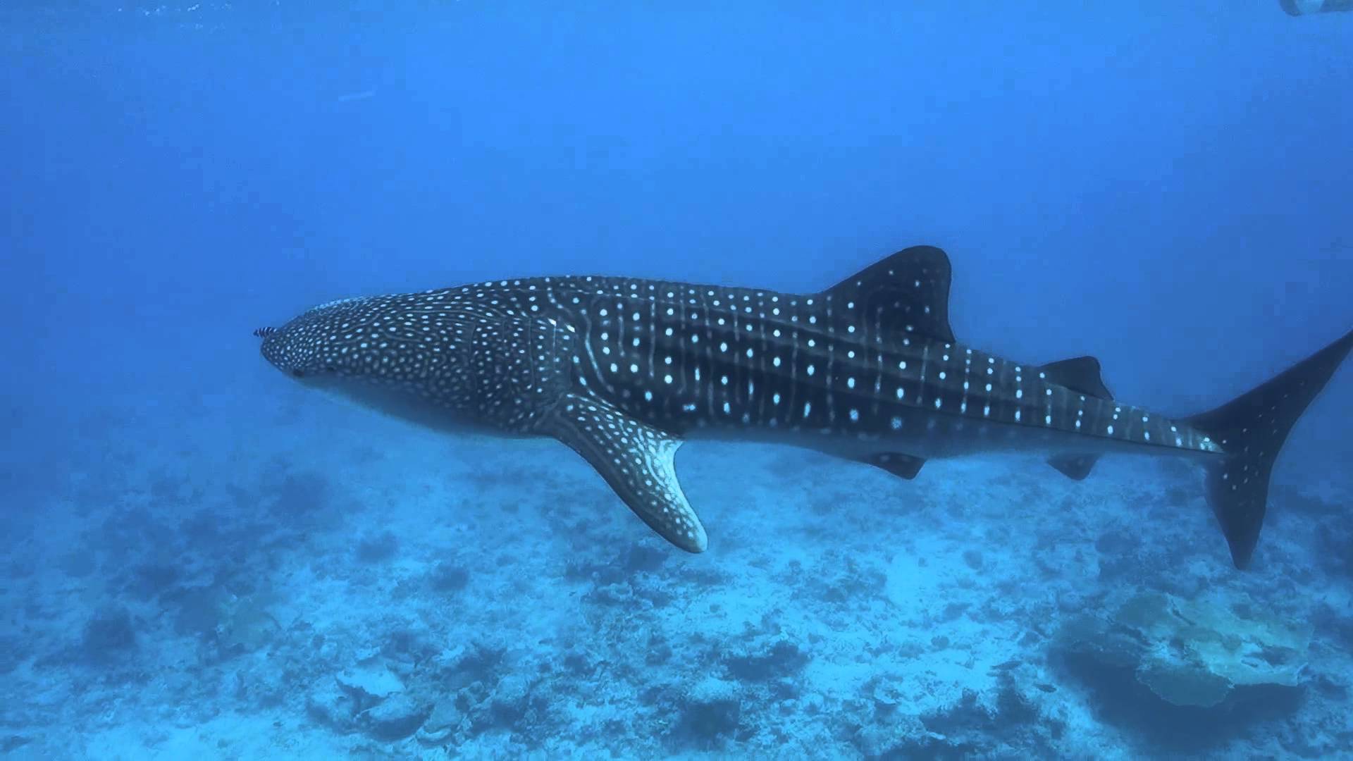 Whale Shark Wallpapers - Top Free Whale Shark Backgrounds - WallpaperAccess