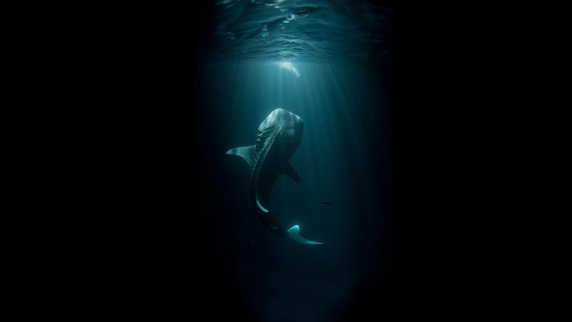 1920x1080 Whale Shark. Art I love. Ocean wallpaper, Ocean picture