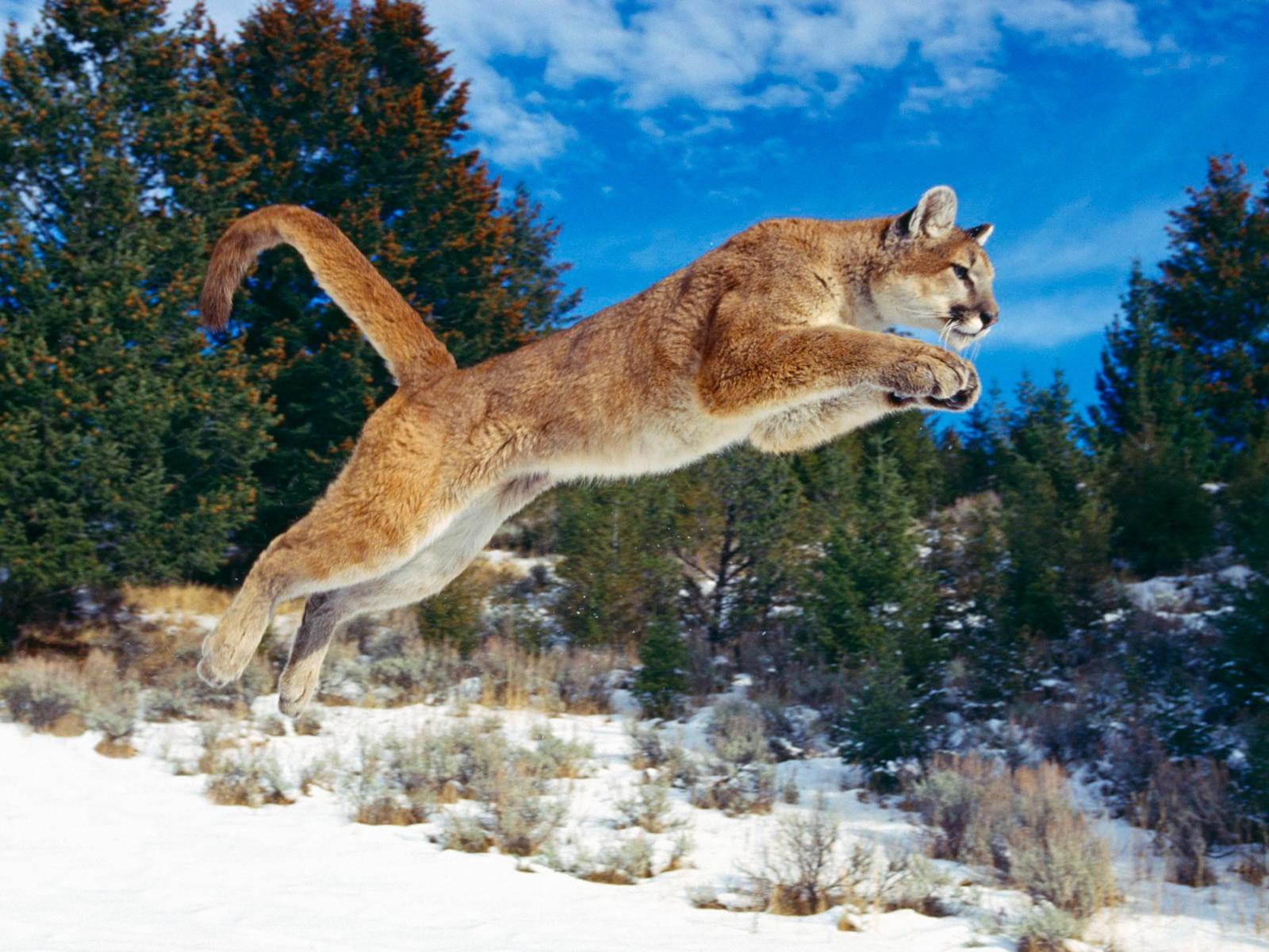 1600x1200 Bobcat wallpaperx1200