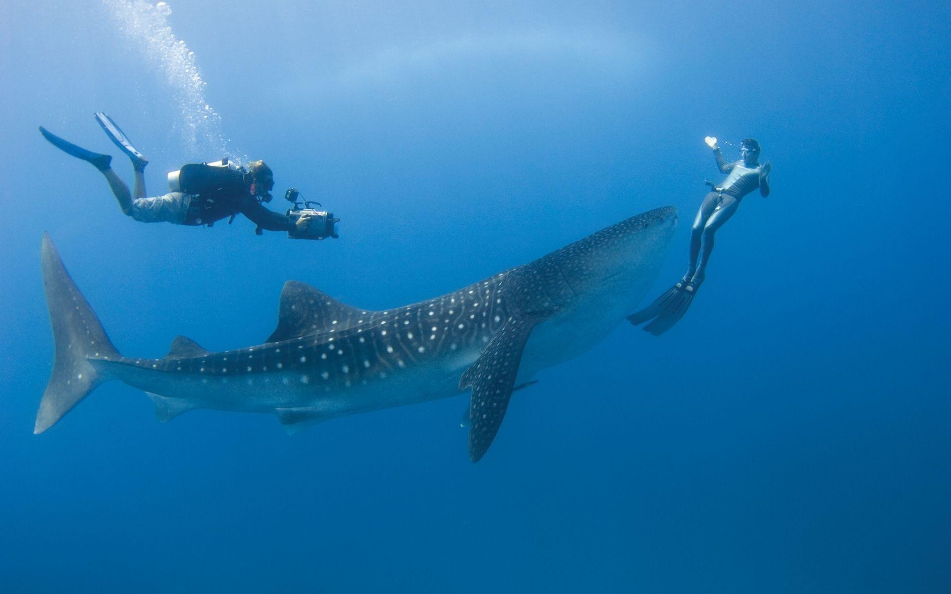 1920x1200 Whale Shark HD Wallpaper