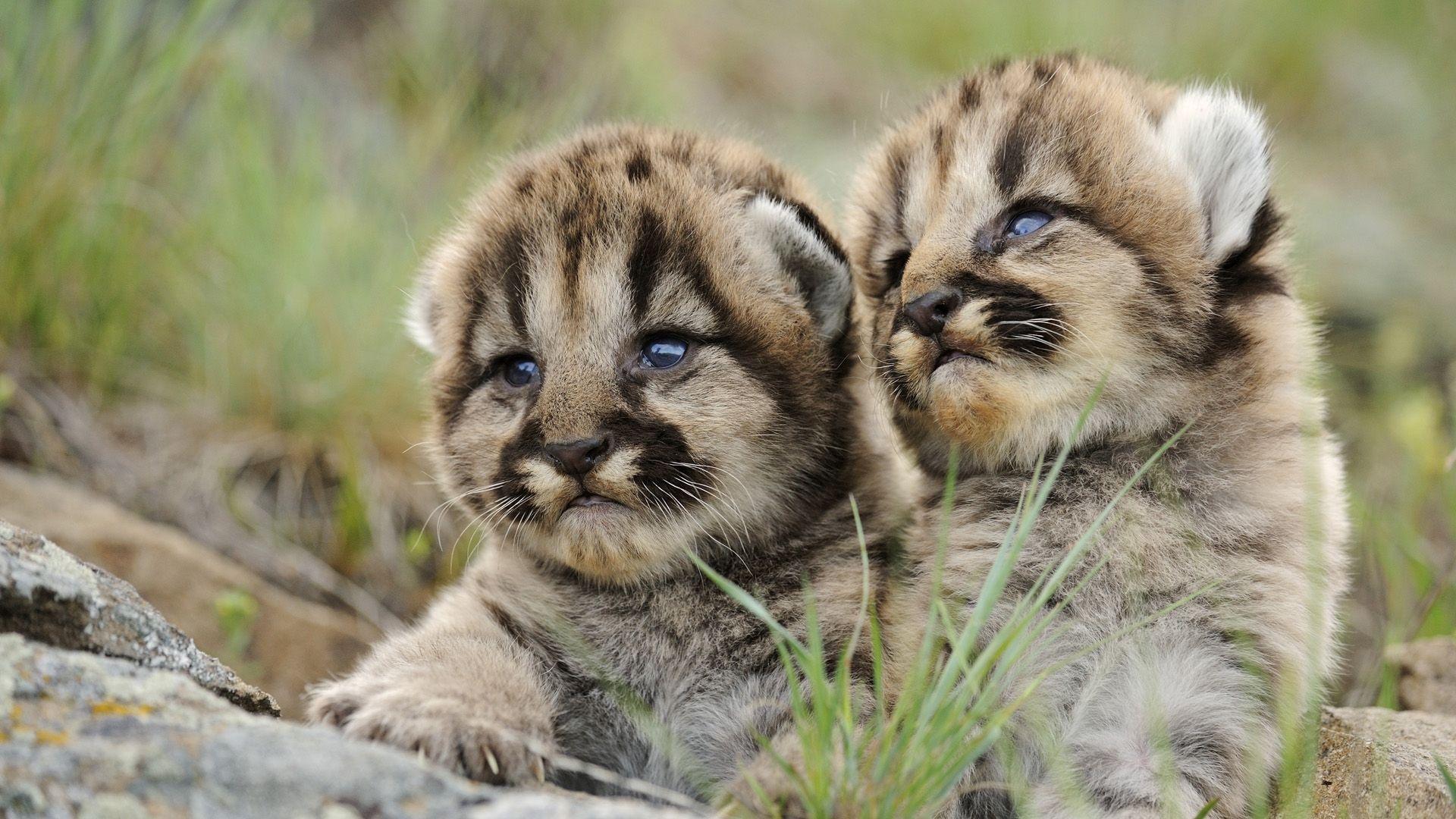 1920x1080 Adorable Bobcat Wallpaper