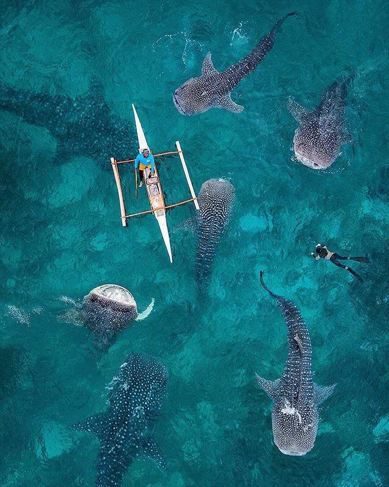 800x1000 Plankton Loving Whale Sharks