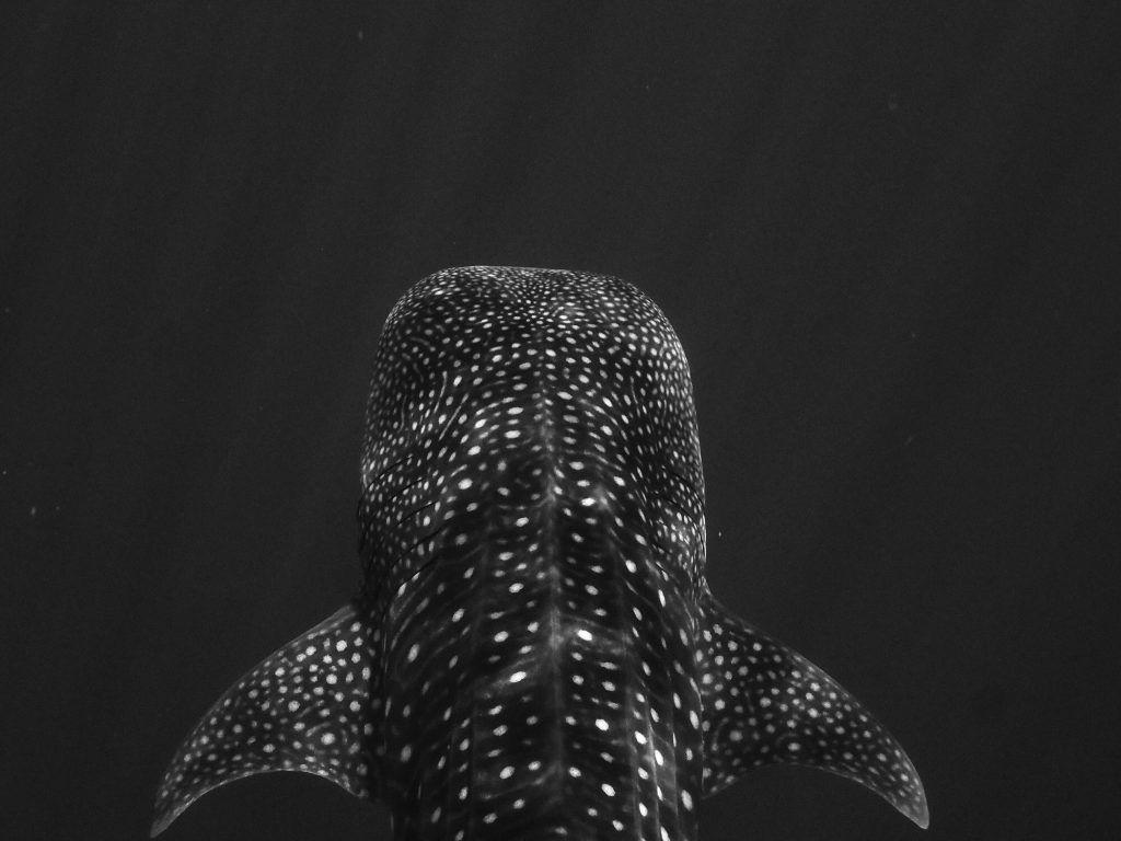 Discovery  Each whale sharks spot pattern is as unique as a fingerprint  SharkWeek starts July 11 on Discovery and streaming on discovery   najihumohamed  Facebook