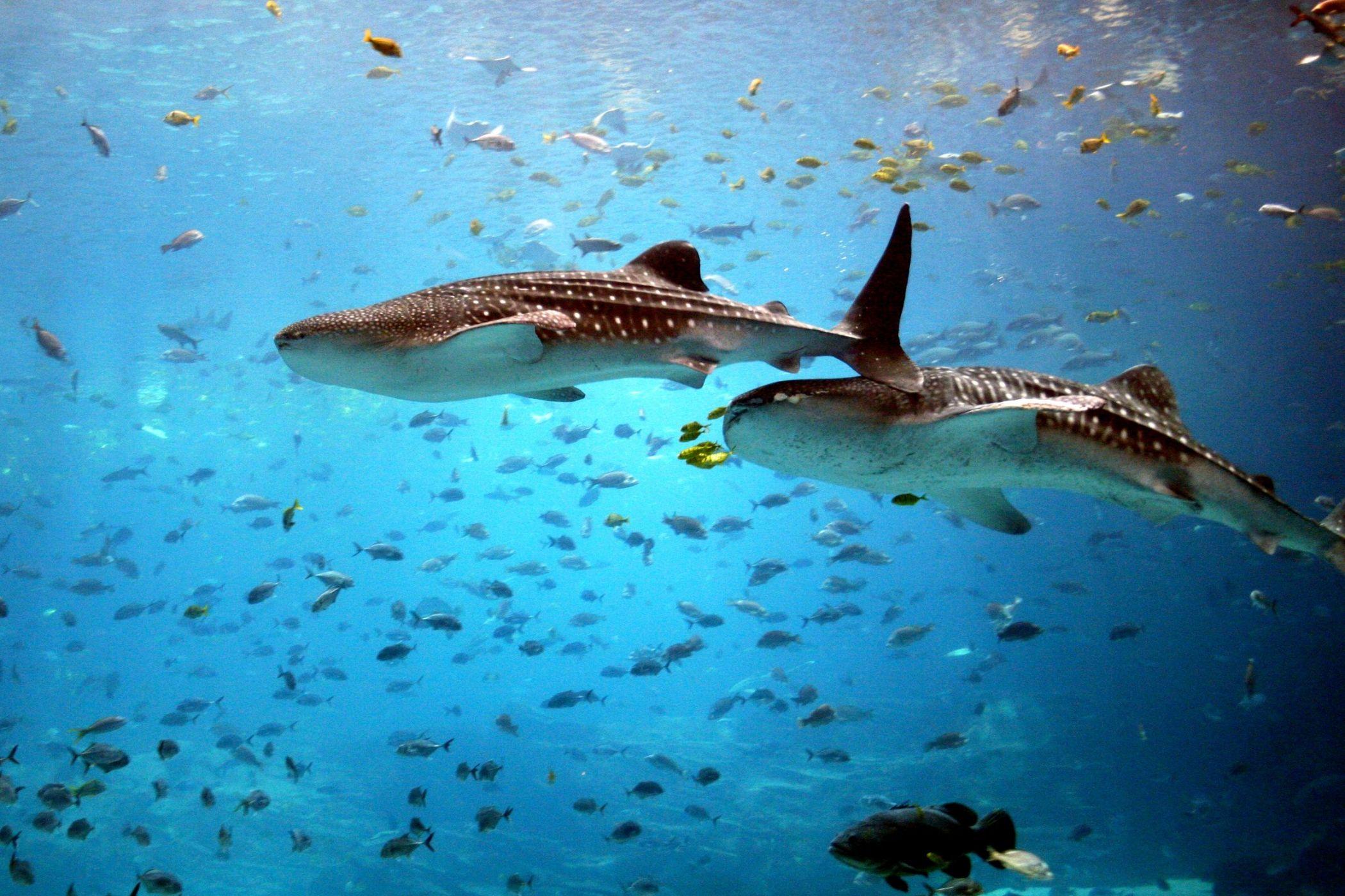 2100x1400 2100x1400 whale shark wallpaper for computer. whale