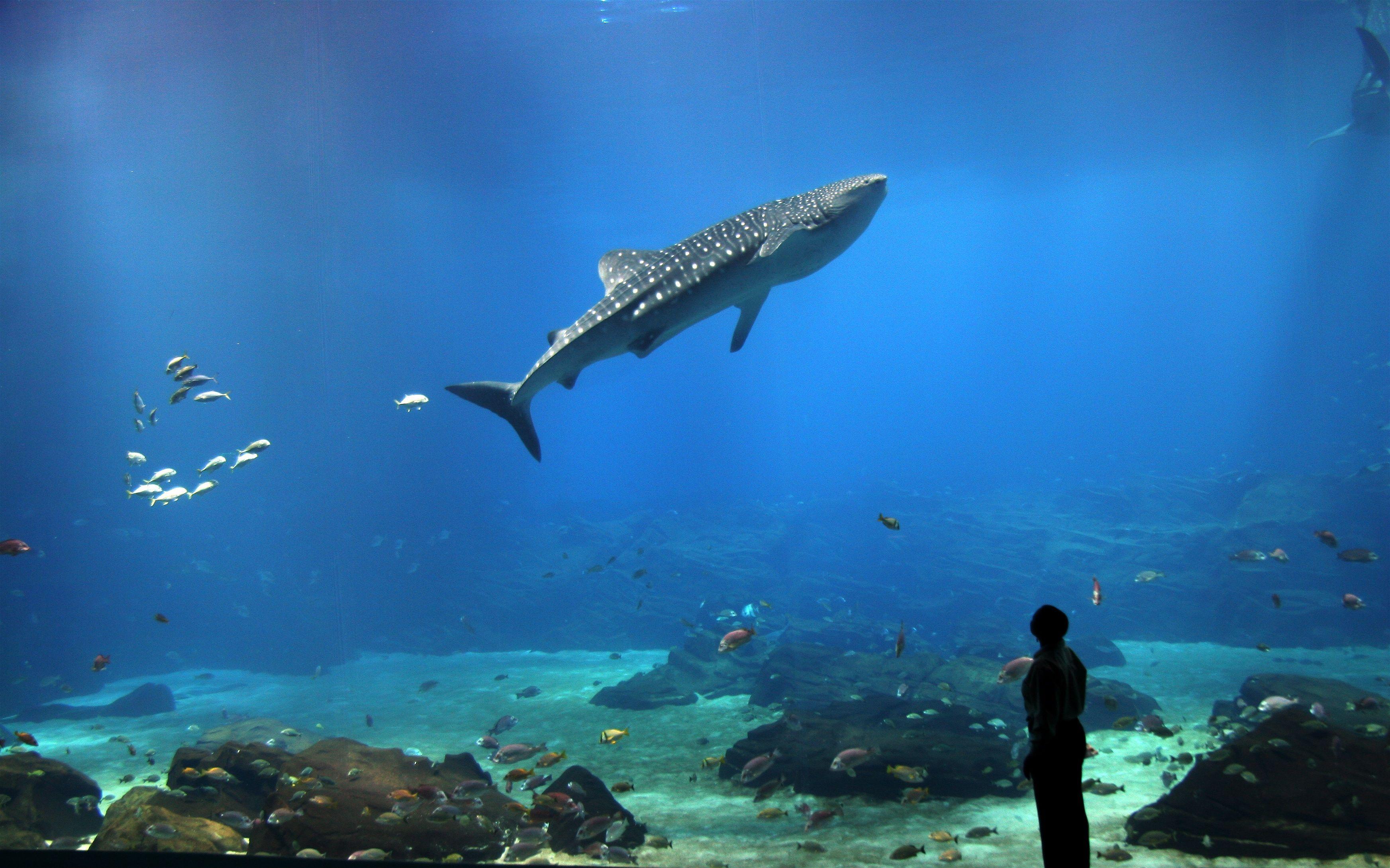 3489x2179 whale shark 3489x2179 wallpaper High Quality Wallpaper, High