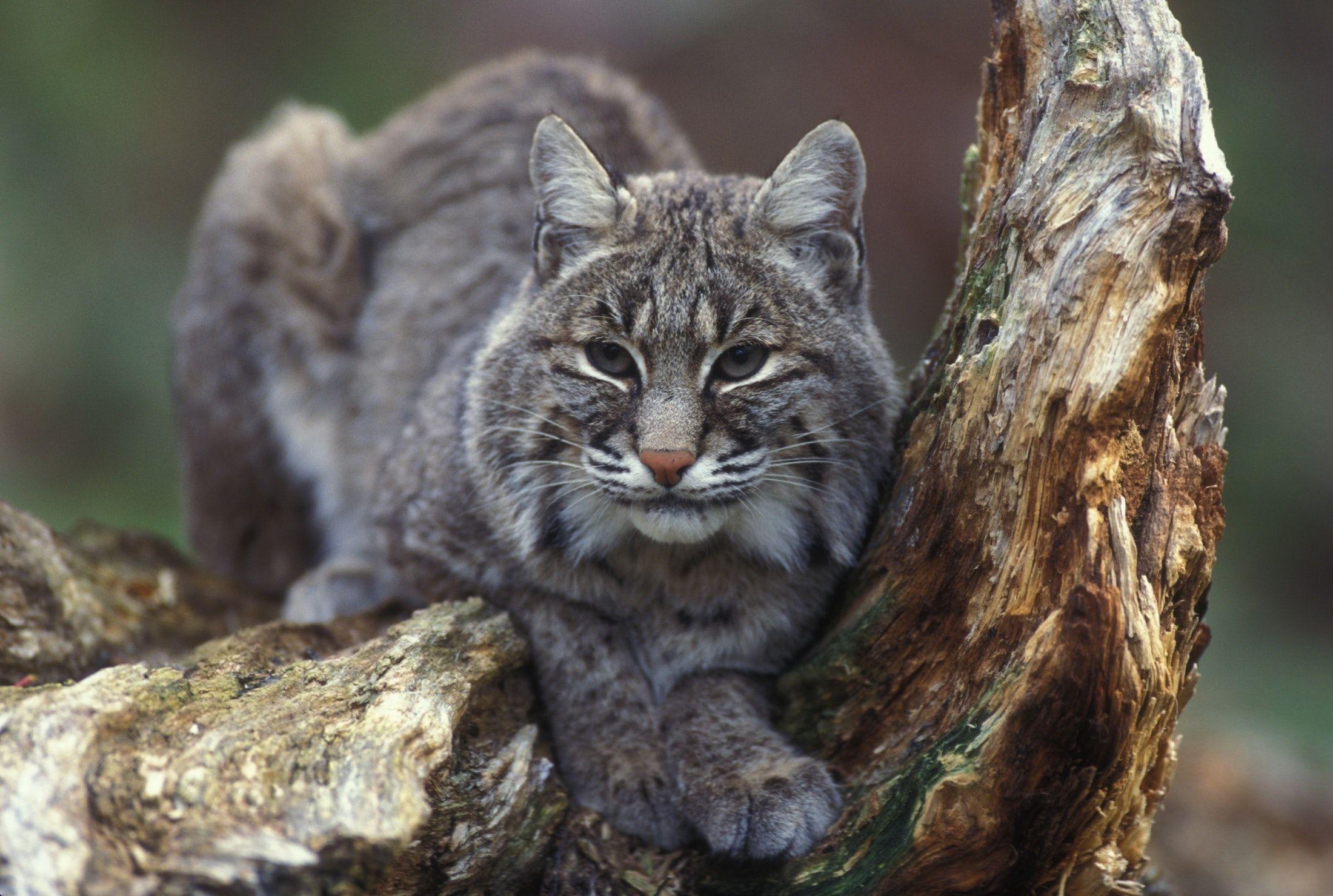 2200x1479 Gray Bobcat on Brown Trunk · Free