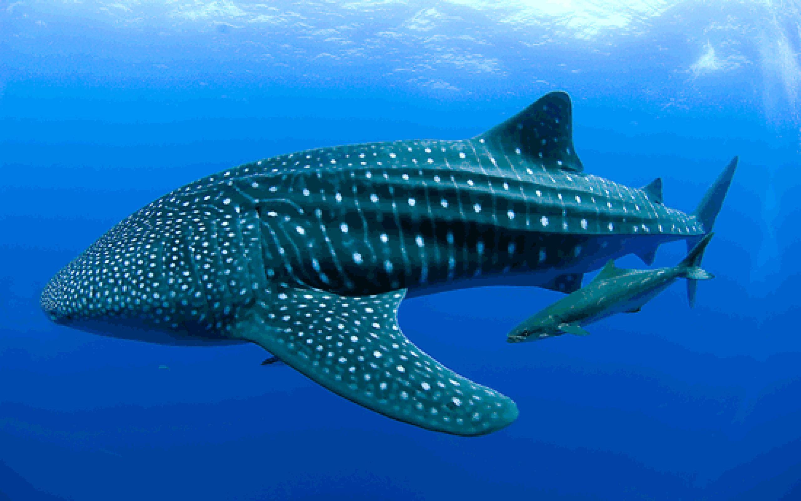 2560x1600 Pack.58: Whale Shark Wallpaper 2560x1600