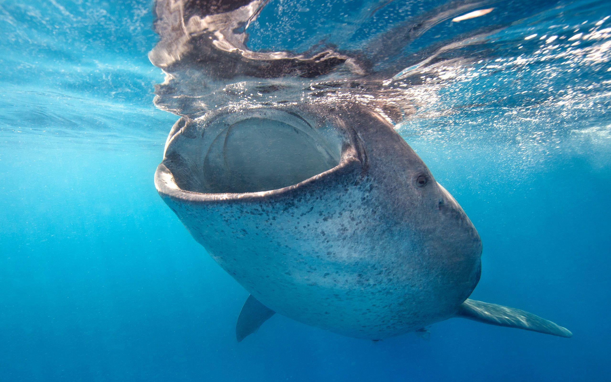 2560x1600 Whale shark Wallpaper