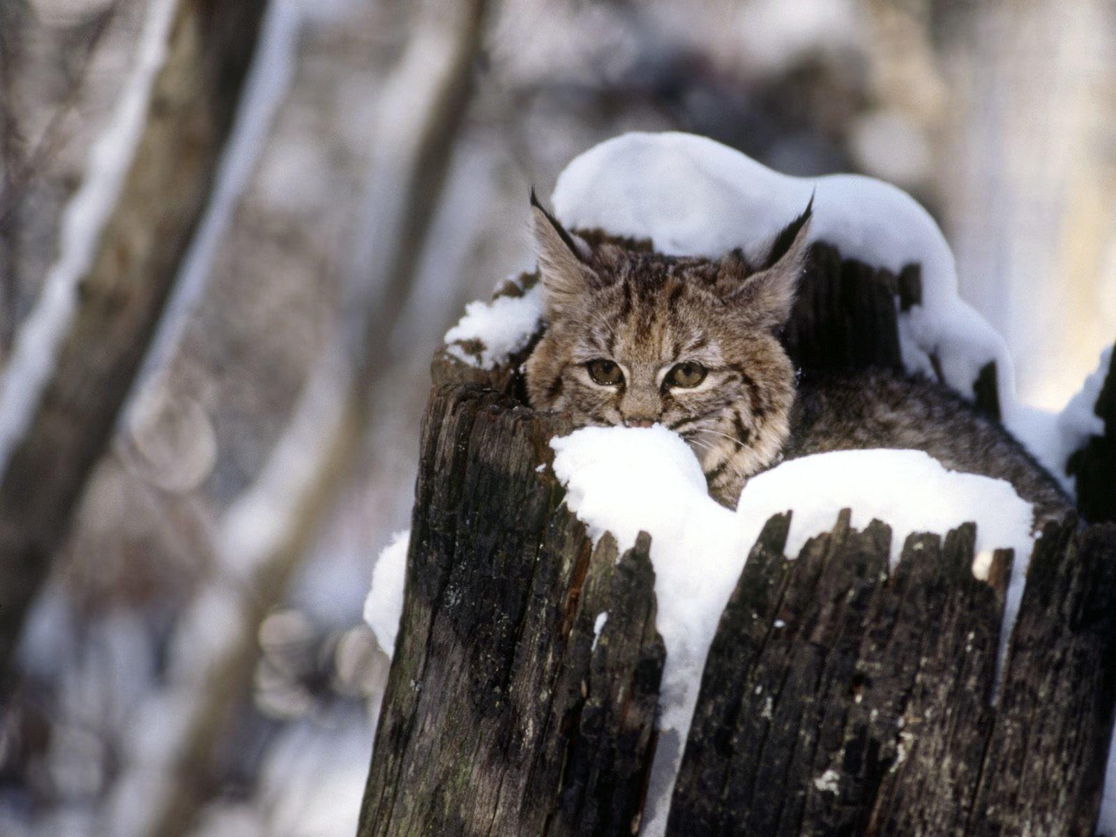 1600x1200 Bobcat wallpaper HD for desktop background
