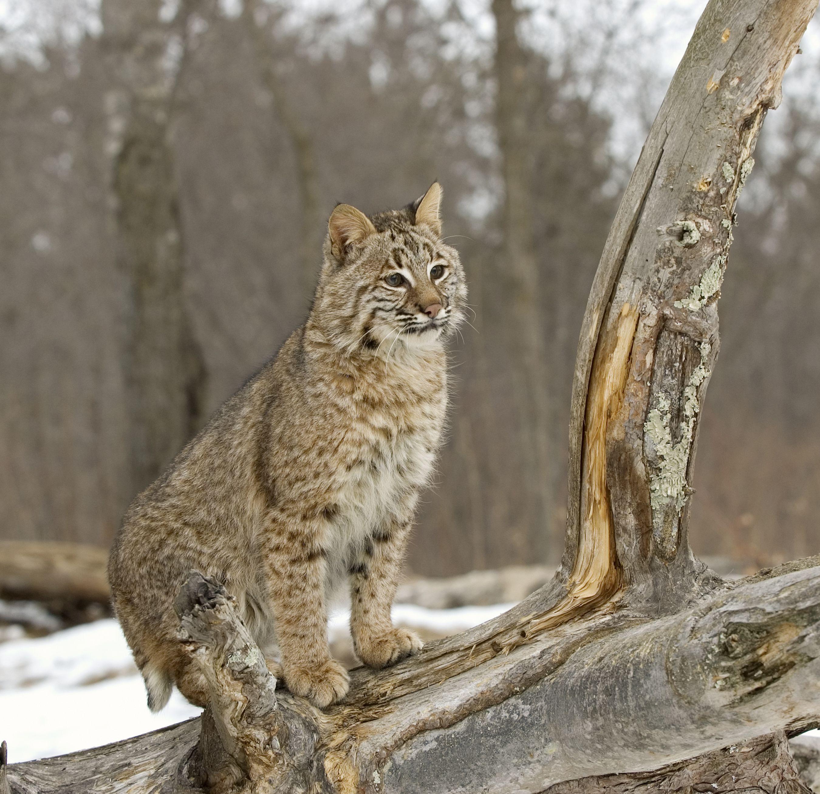 List 94+ Pictures free pictures of bobcats Superb