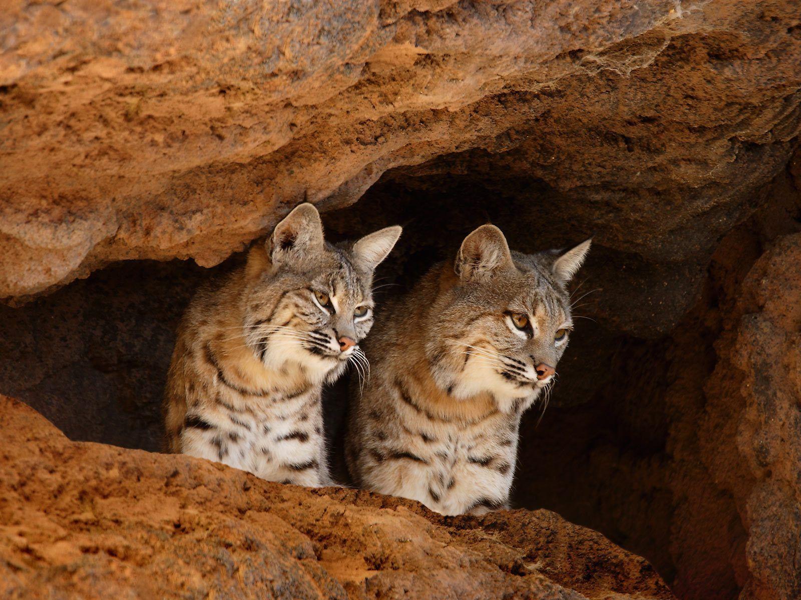 1600x1200 Desktop Wallpaper · Gallery · Animals · Bobcats. Free