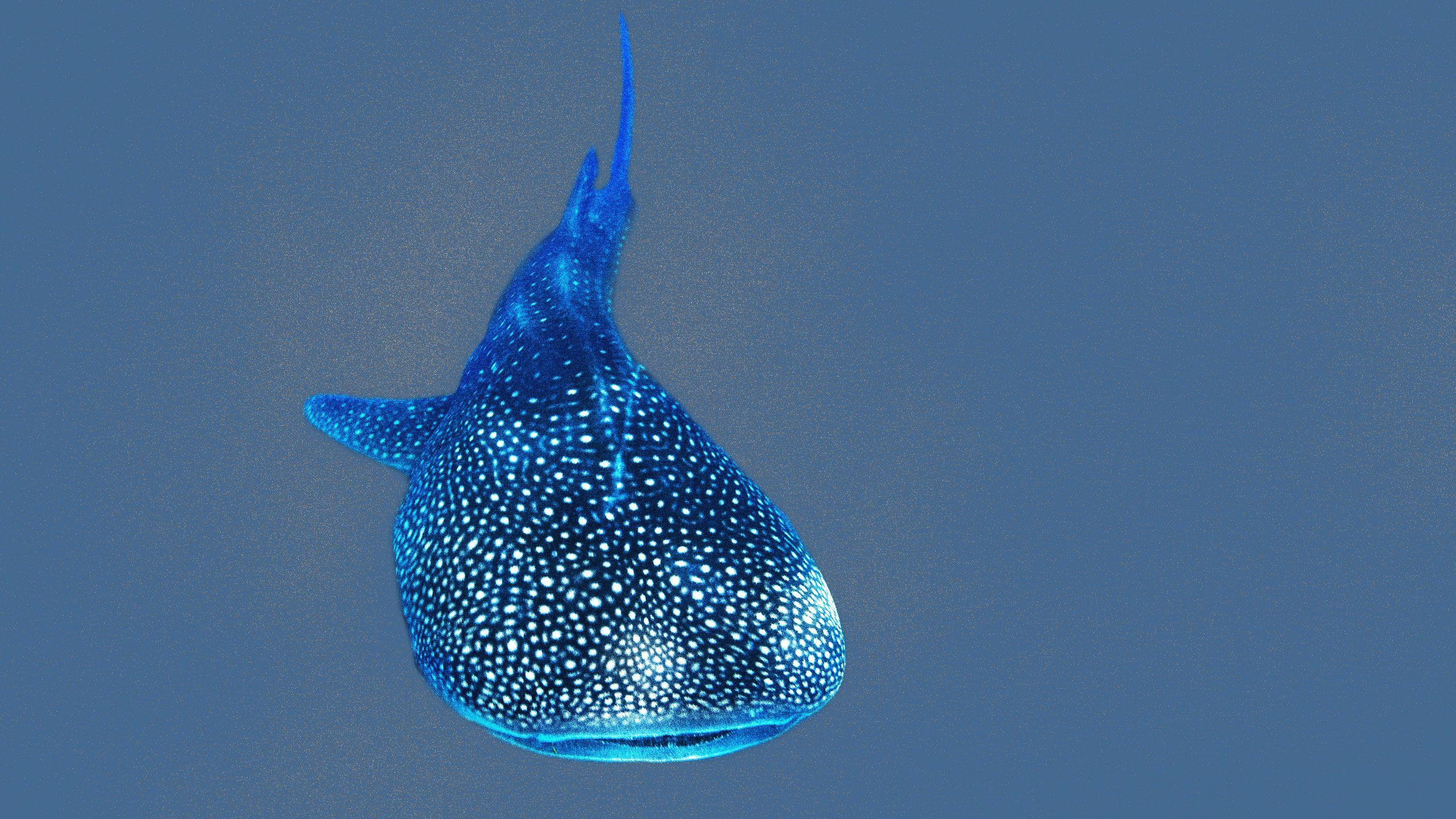 2560x1440 Whale Sharks and Rays Can't Get Enough of Mozambique's Coast