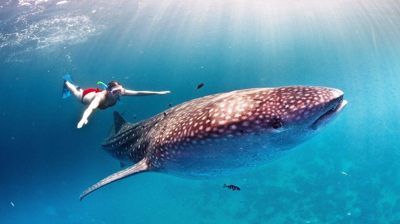 1366x768 Whale Shark HD Wallpaper For Desktop :