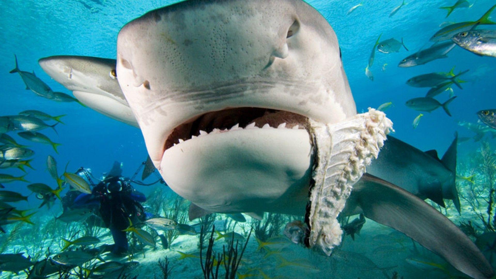 1920x1080 Shark Wallpaper