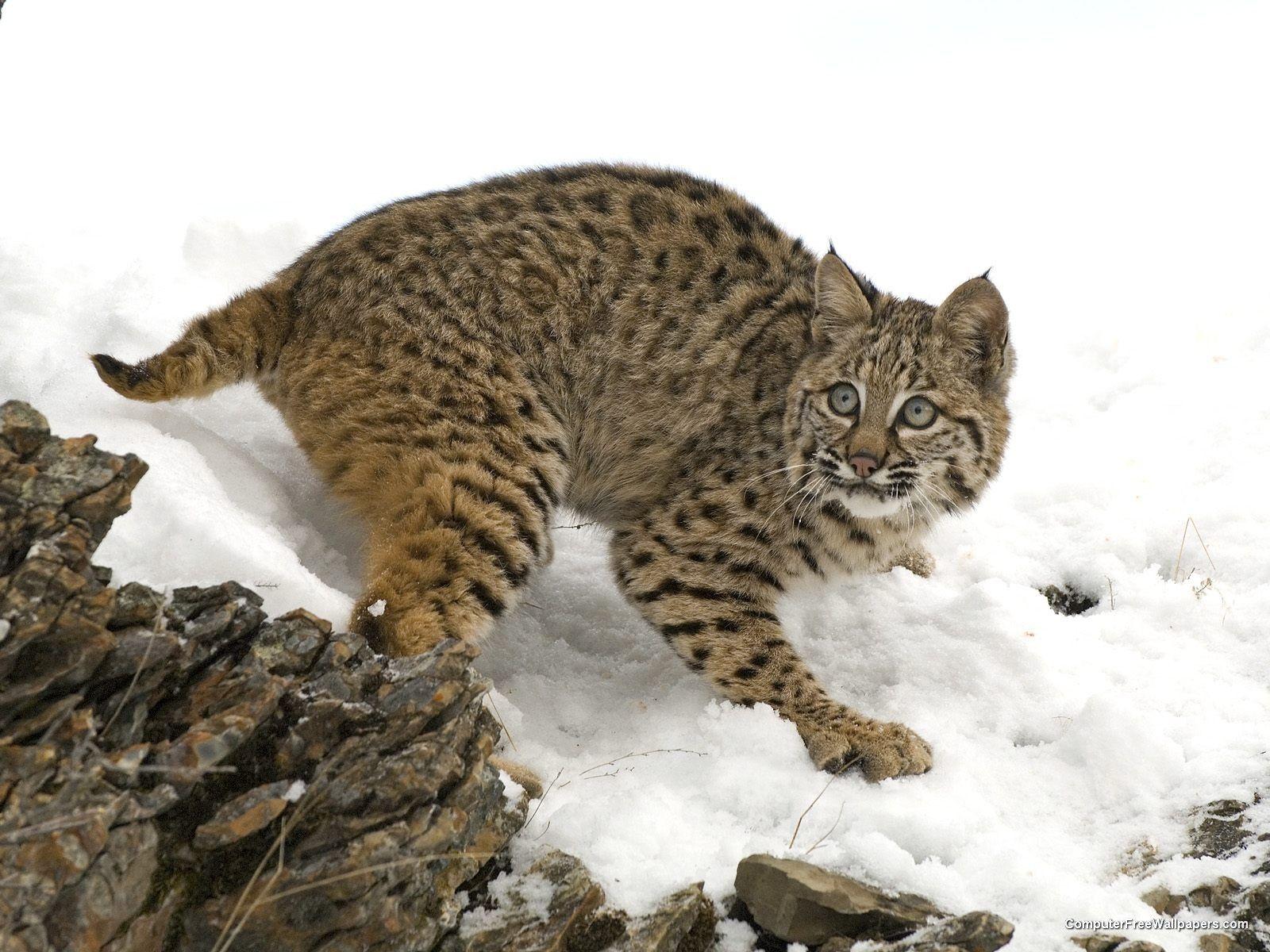1600x1200 Bobcat wallpaperx1200