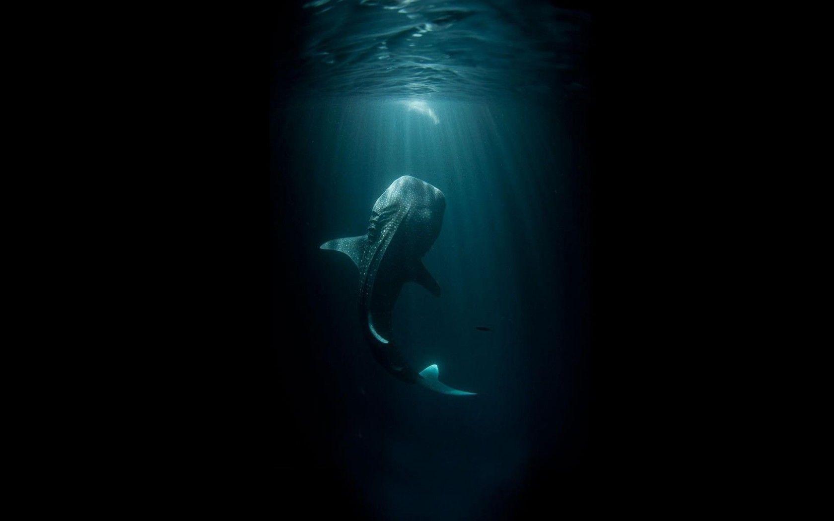 1680x1050 Whale Shark HD desktop wallpaper : Widescreen : High